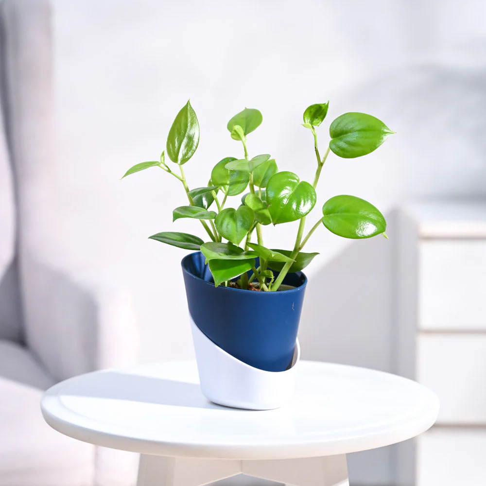 Peperomia Green Creeper Plant - Image 95