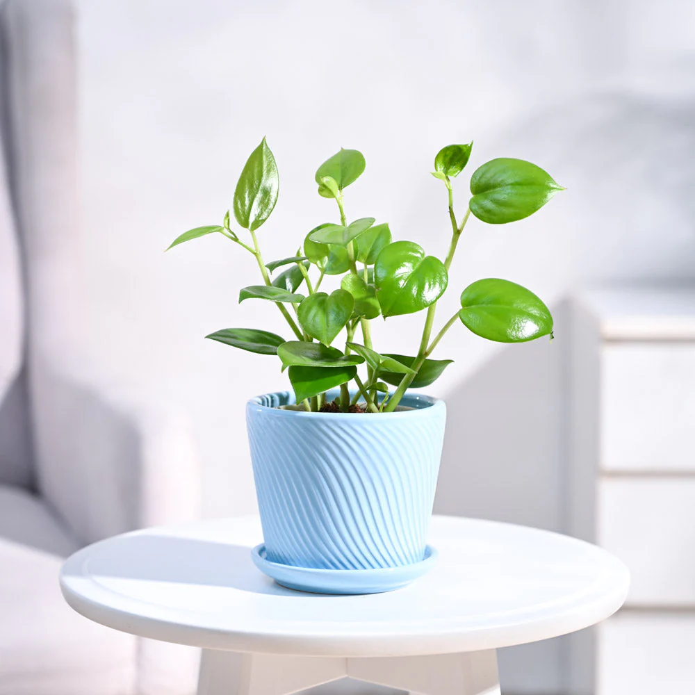 Peperomia Green Creeper Plant - Image 99
