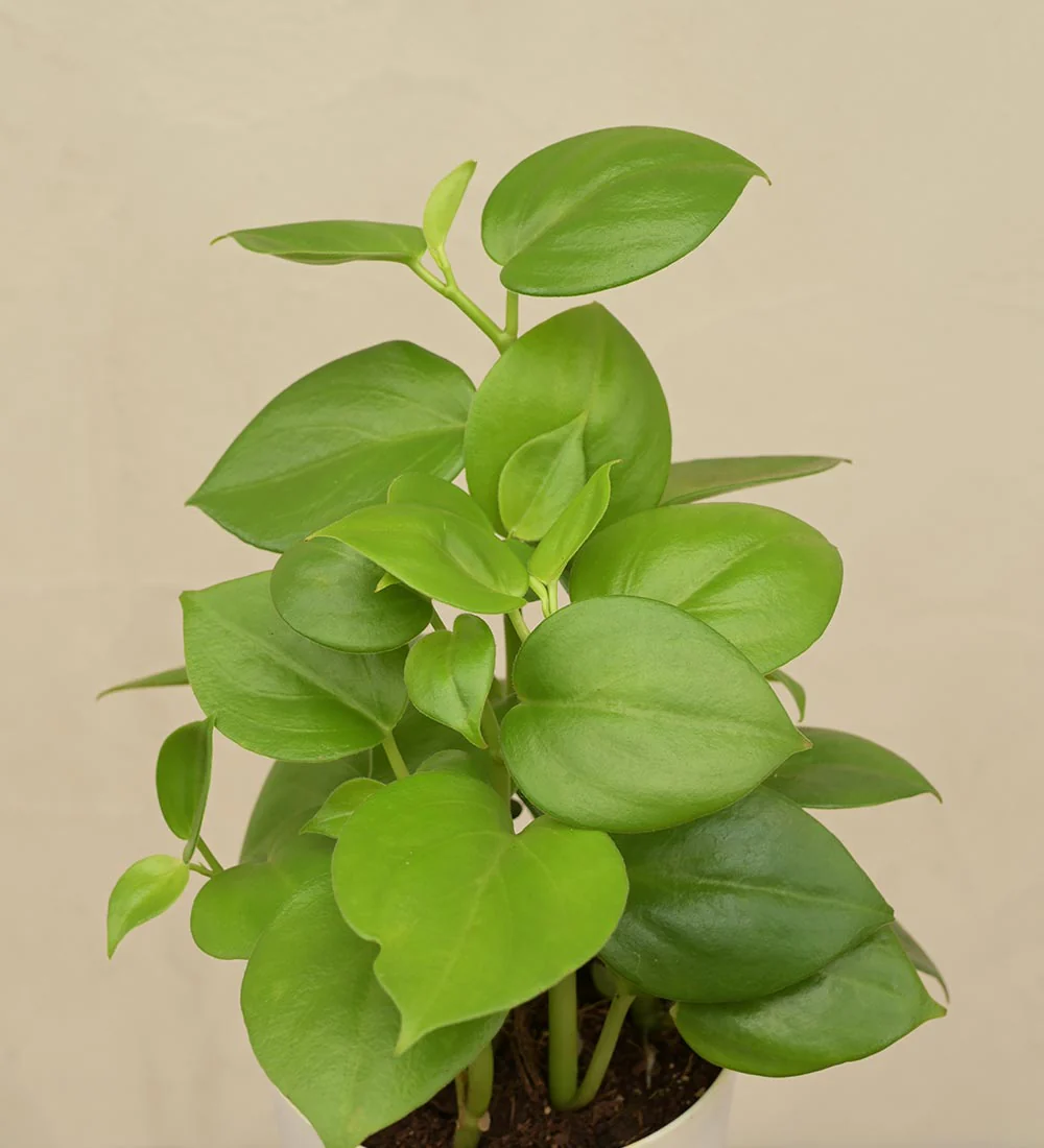 Peperomia Green Creeper Plant Gift Hamper - Image 3