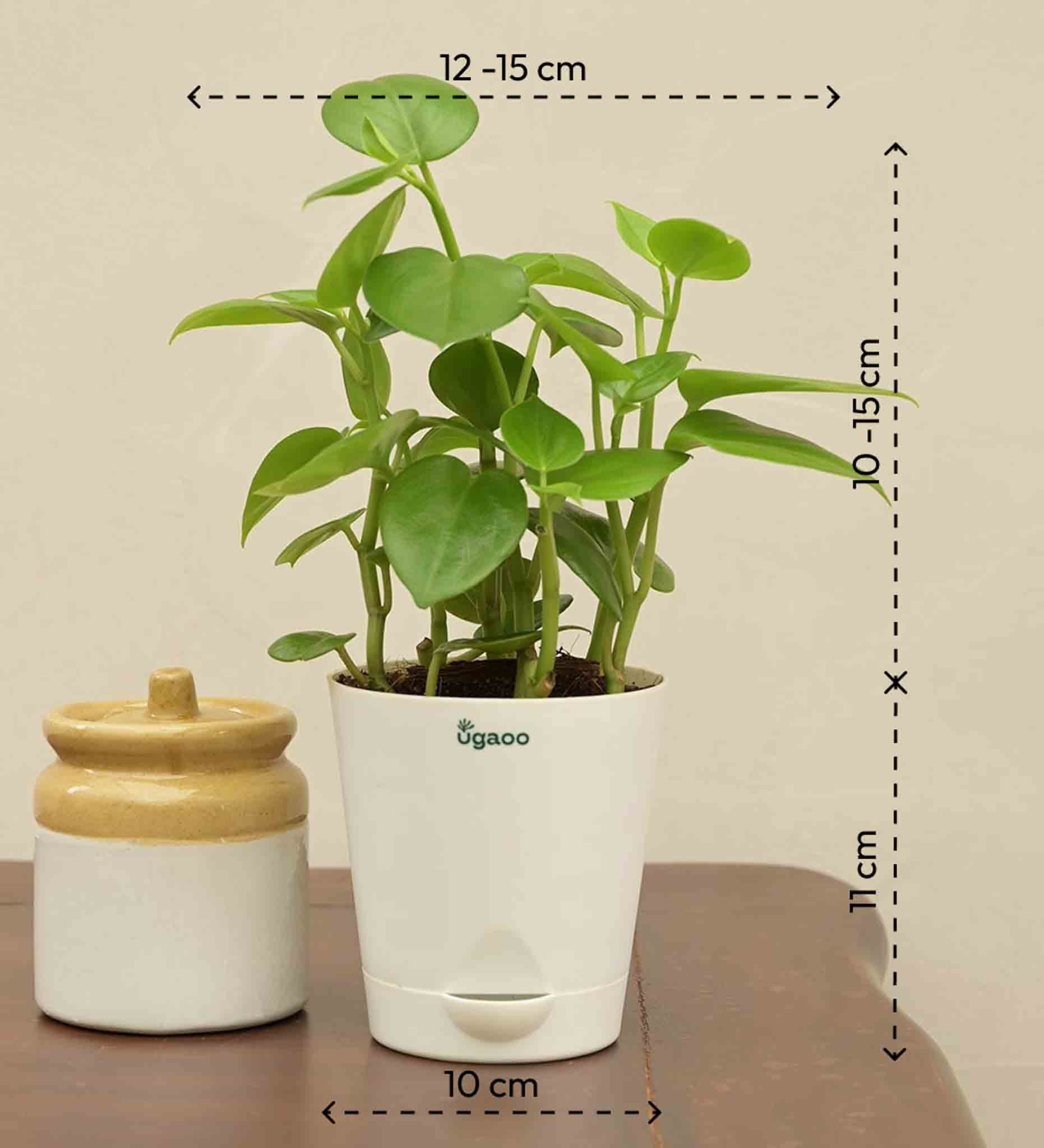 Peperomia Green Creeper Plant Gift Hamper - Image 4