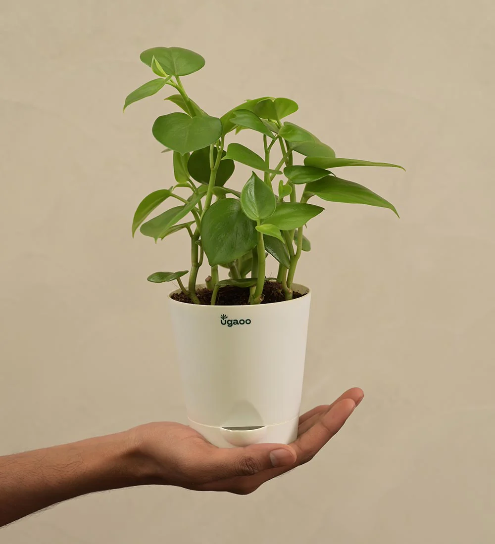 Peperomia Green Creeper Plant Gift Hamper - Image 5