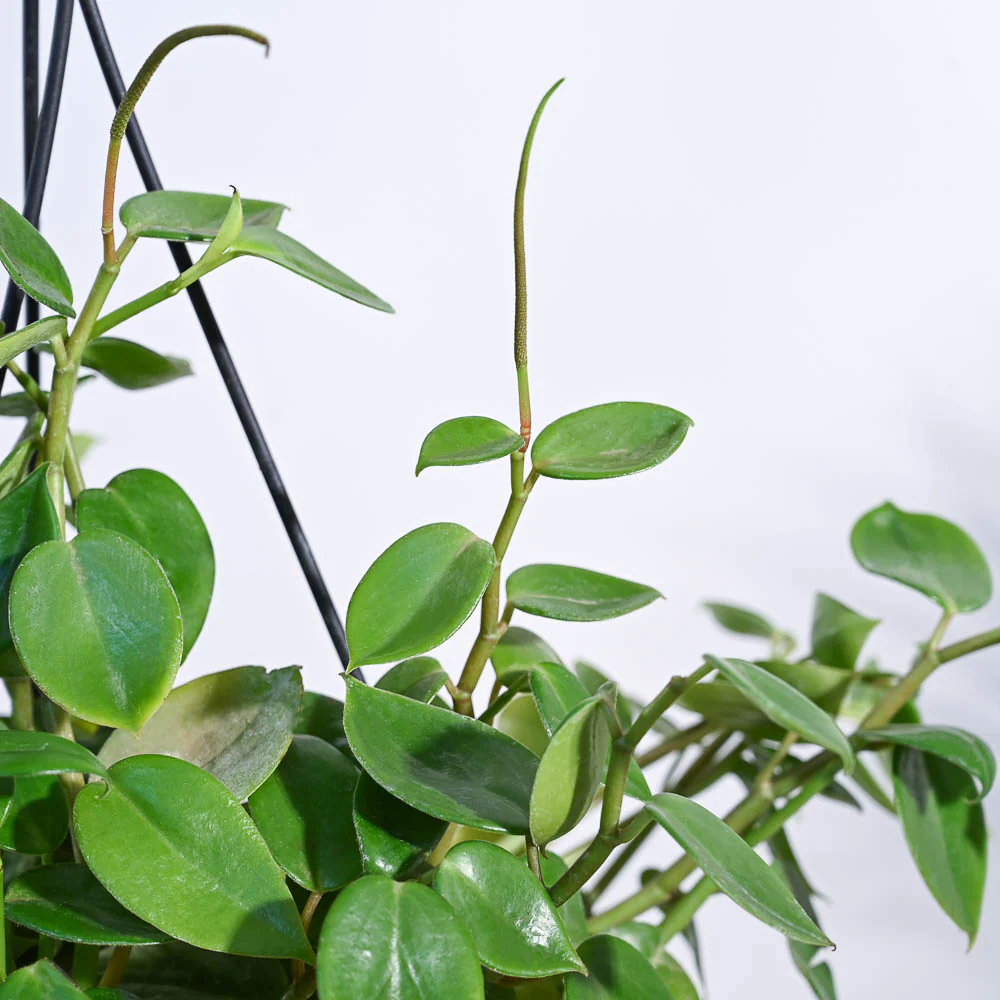 Peperomia Green Creeper with Hanging Planter - Image 2
