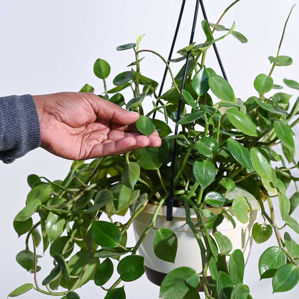 Peperomia Green Creeper with Hanging Planter - Image 3