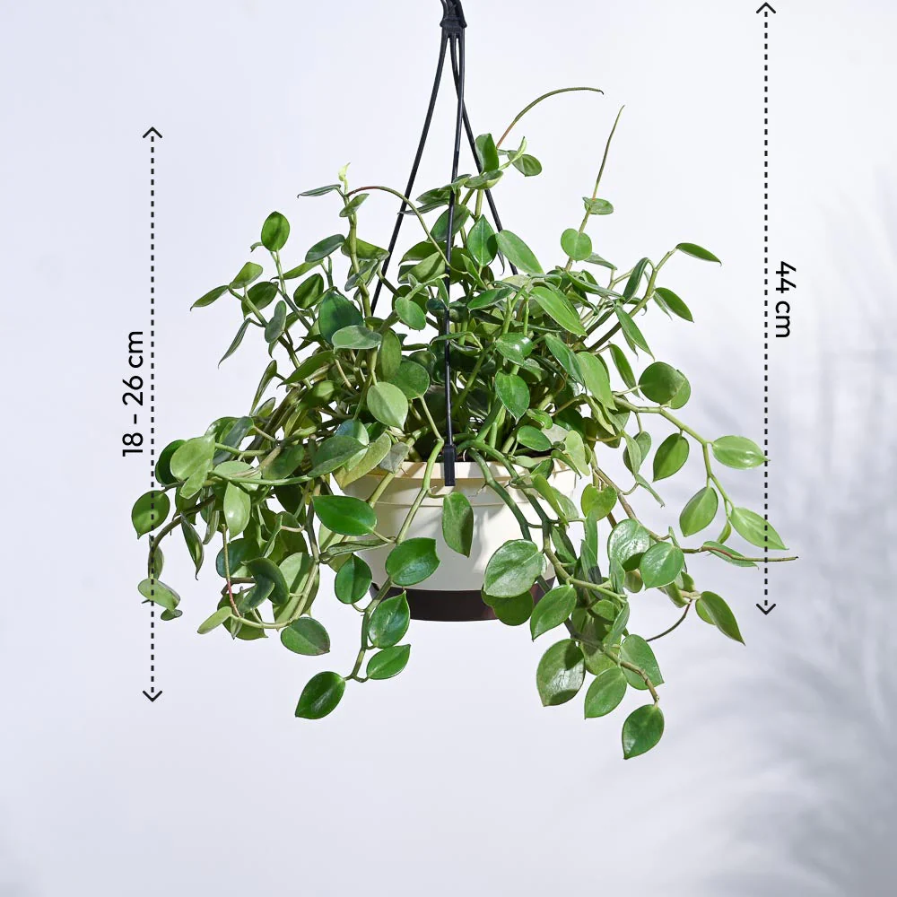Peperomia Green Creeper with Hanging Planter - Image 4