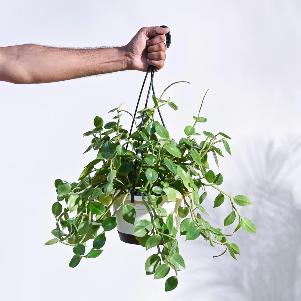 Peperomia Green Creeper with Hanging Planter - Image 5