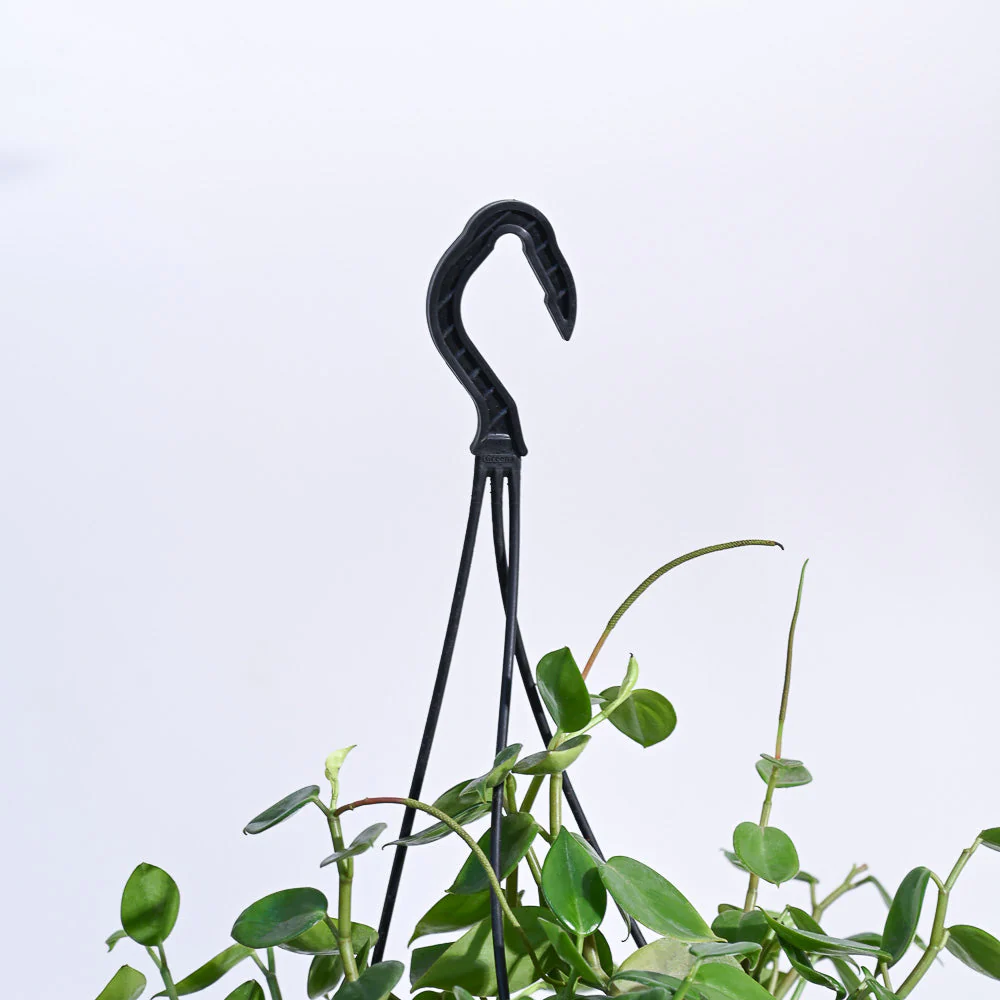 Peperomia Green Creeper with Hanging Planter - Image 6