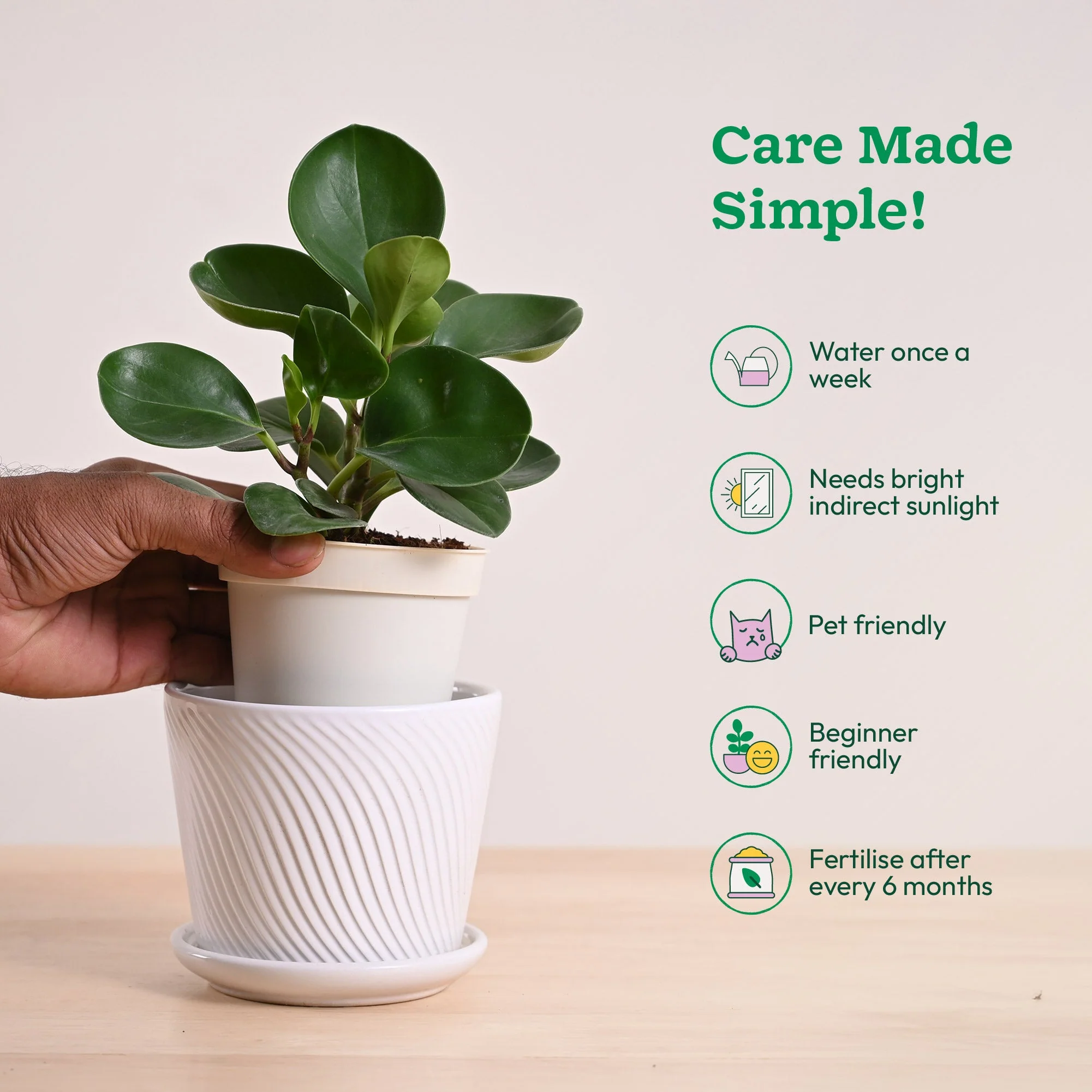 Peperomia Green Plant - Image 100