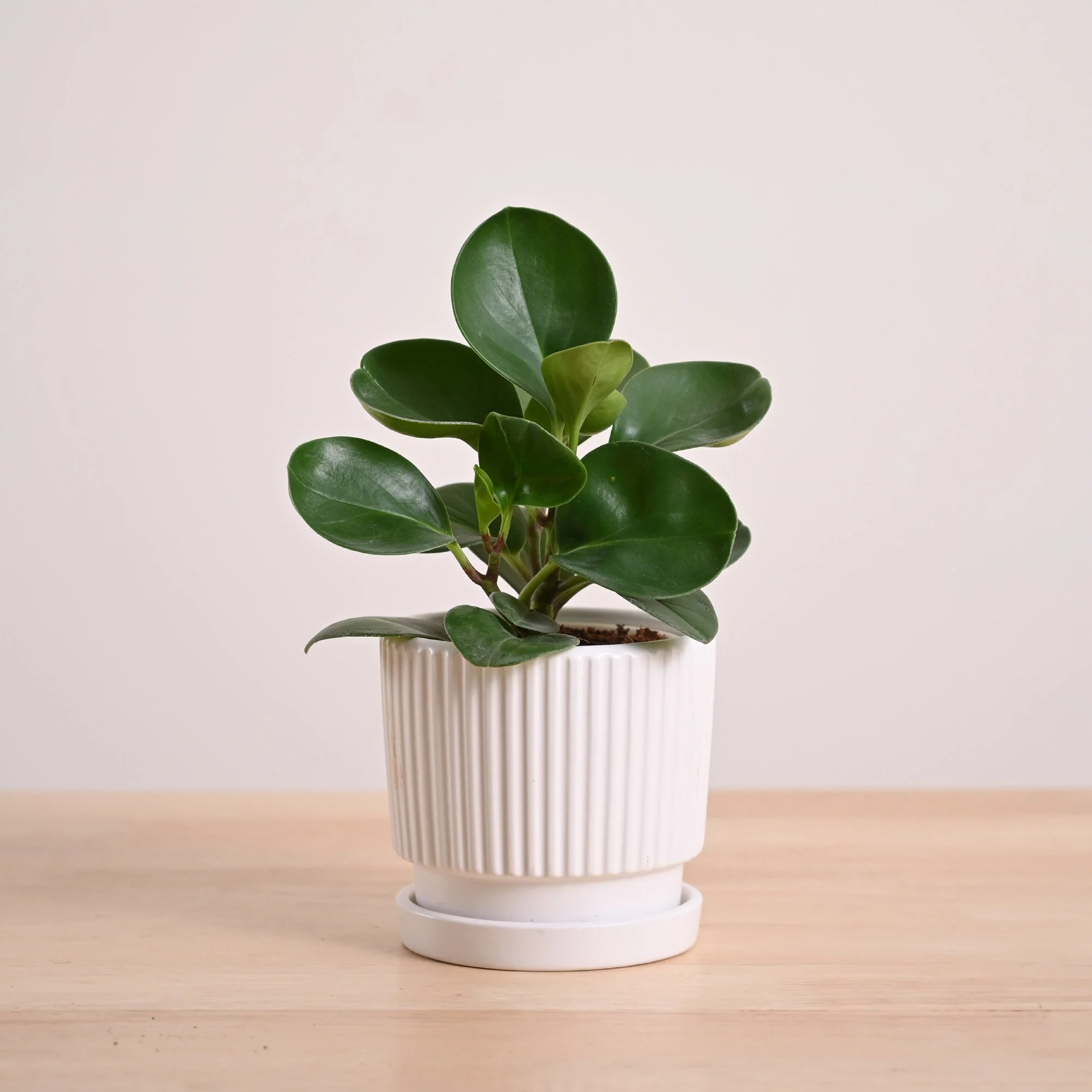Peperomia Green Plant - Image 104