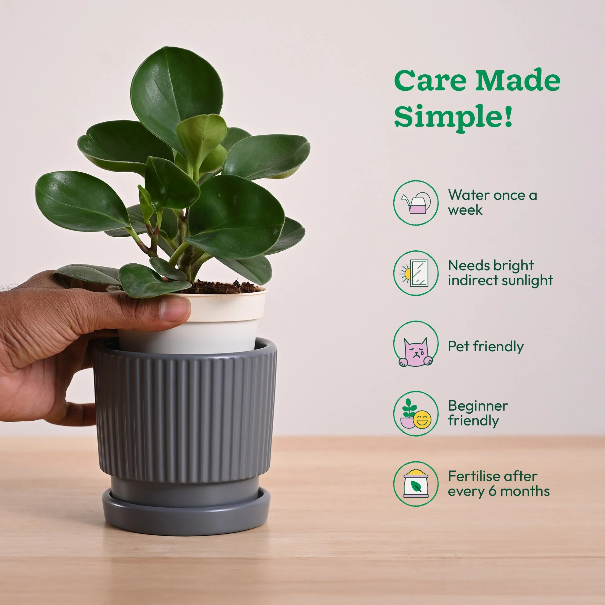 Peperomia Green Plant - Image 106