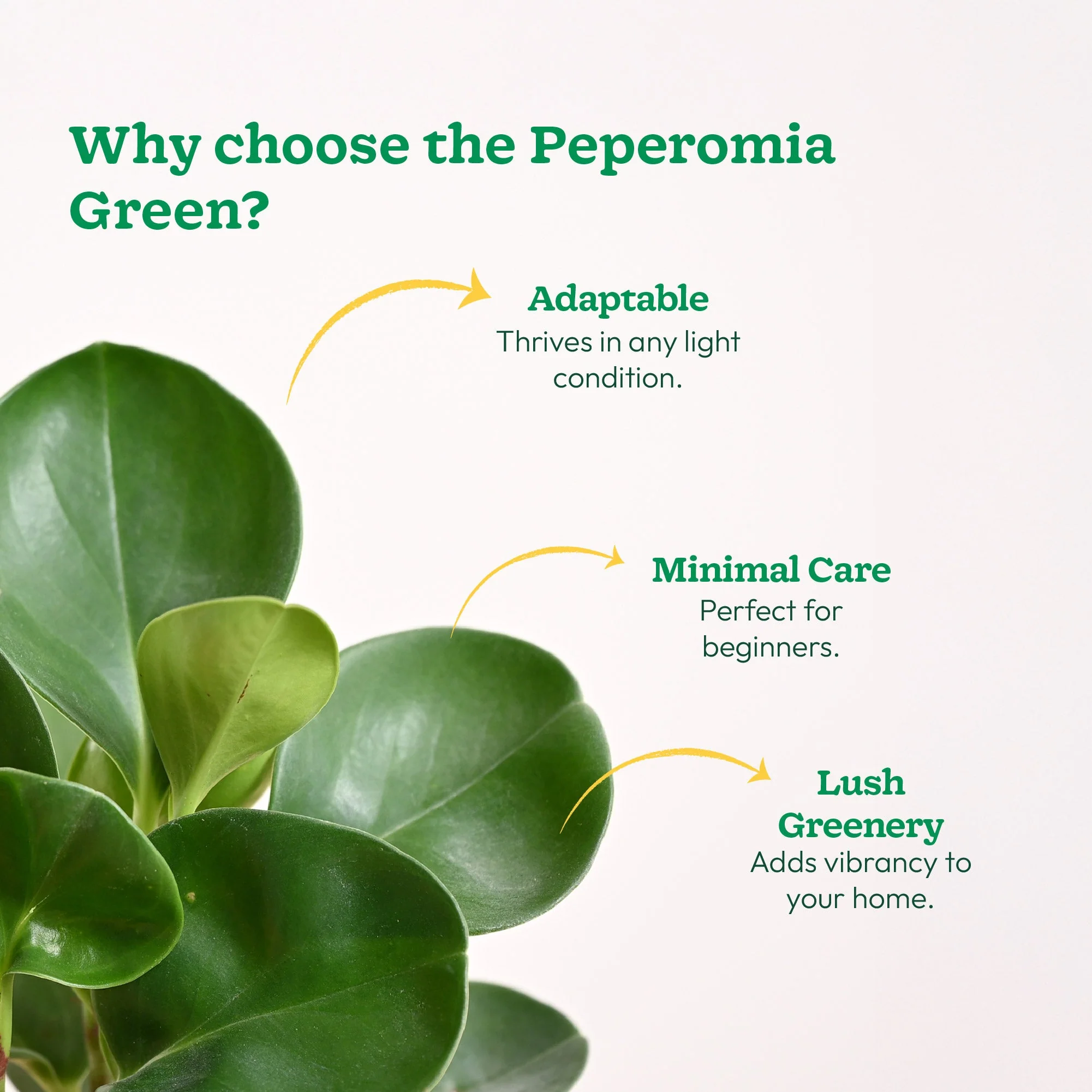 Peperomia Green Plant - Image 107