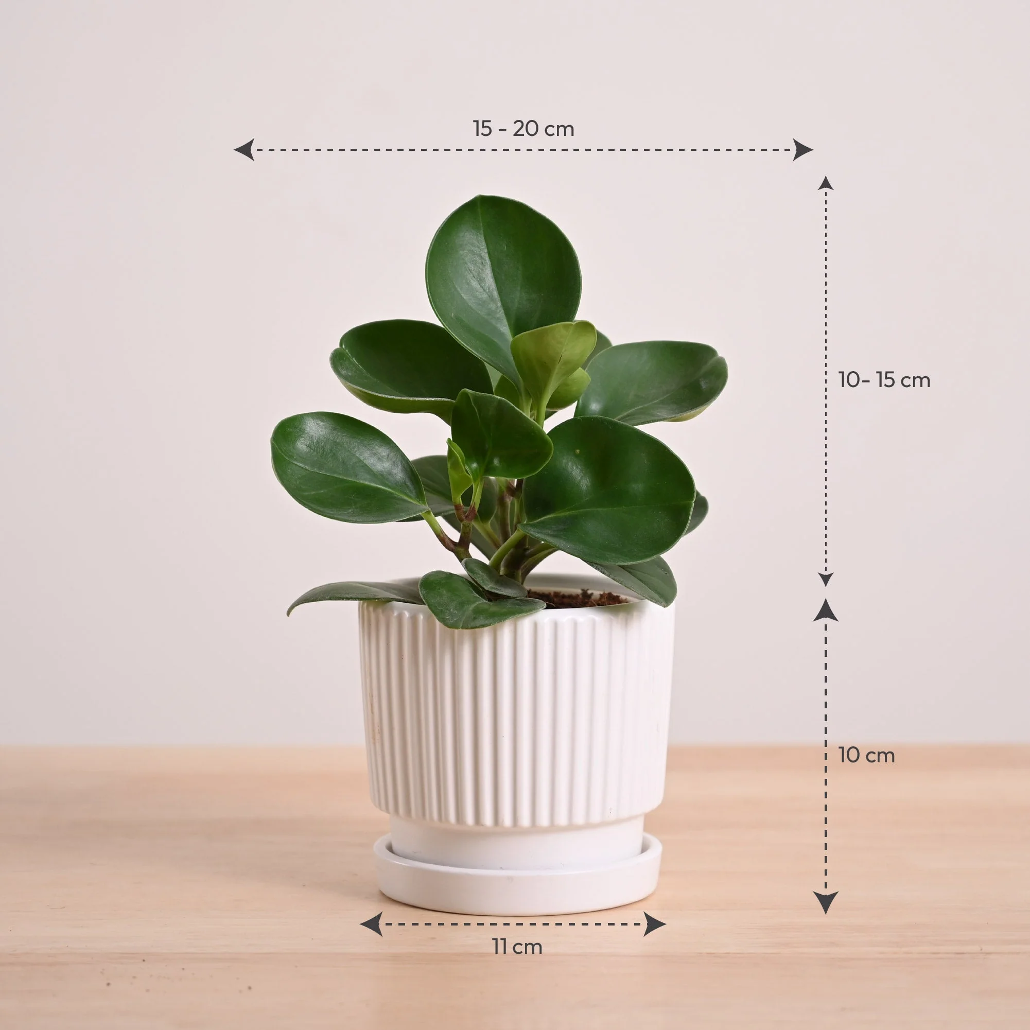 Peperomia Green Plant - Image 109