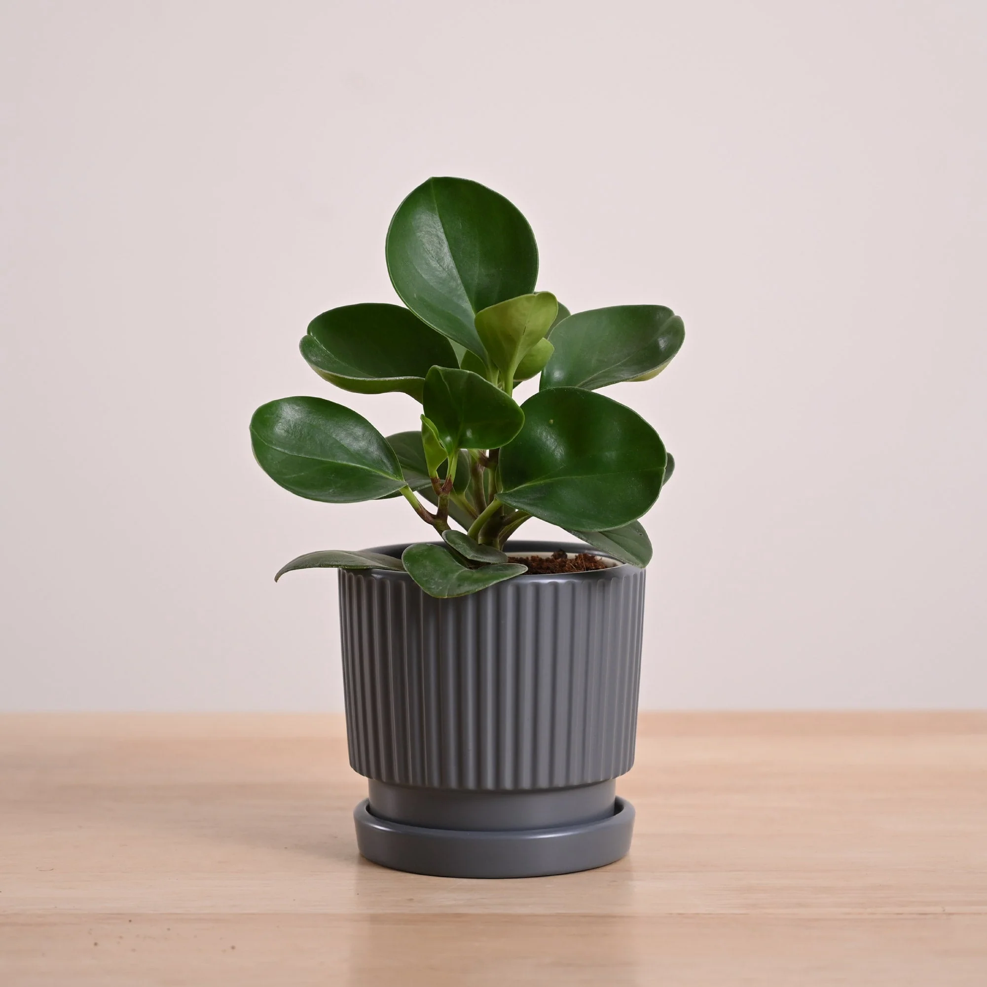 Peperomia Green Plant - Image 110