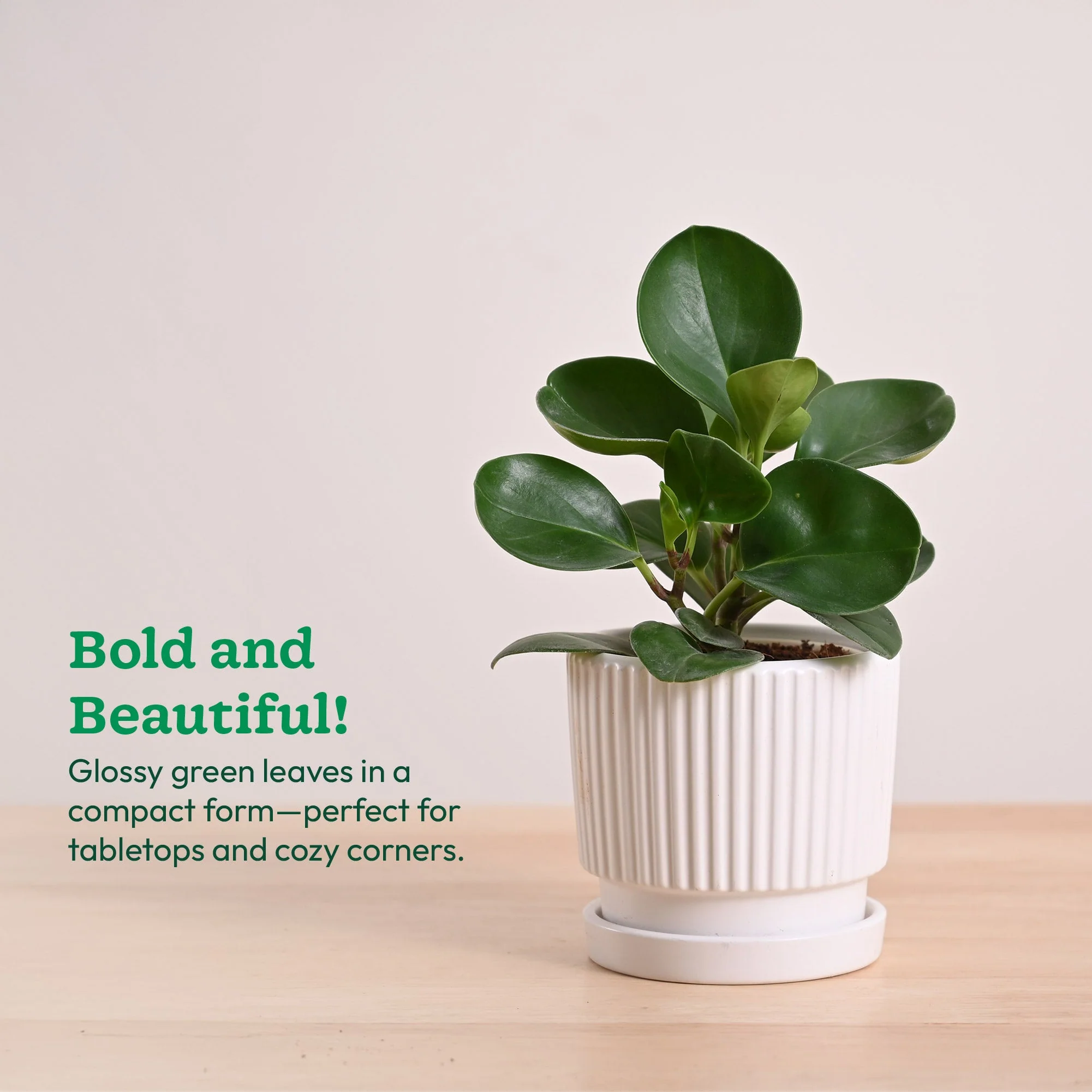 Peperomia Green Plant - Image 111
