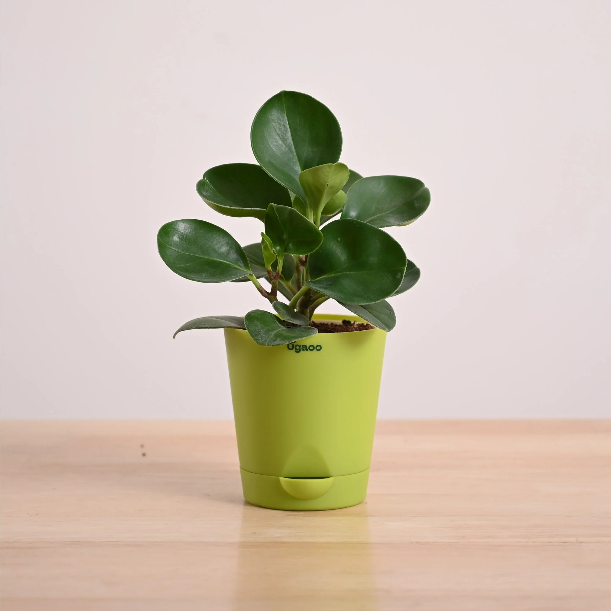 Peperomia Green Plant - Image 14
