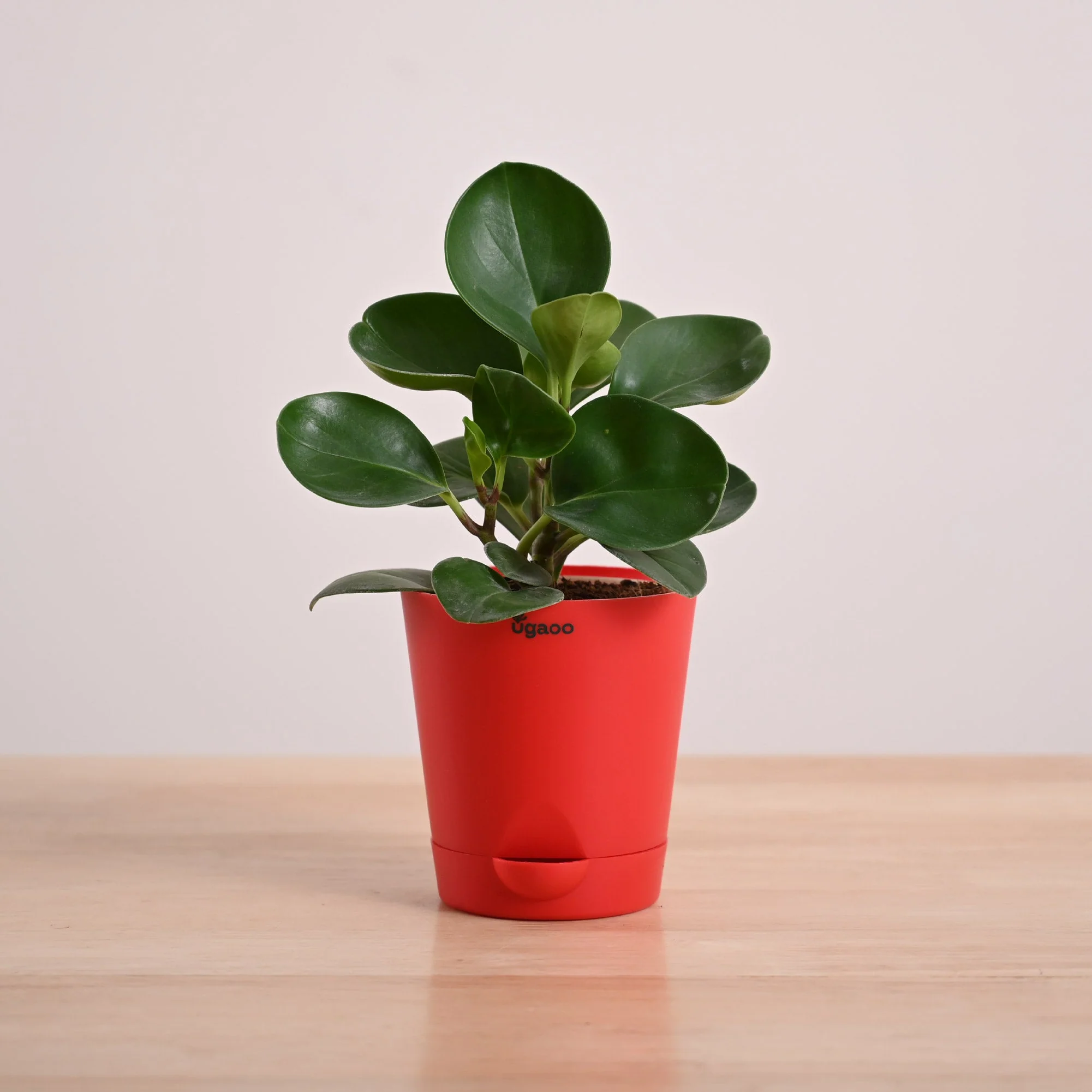 Peperomia Green Plant - Image 20