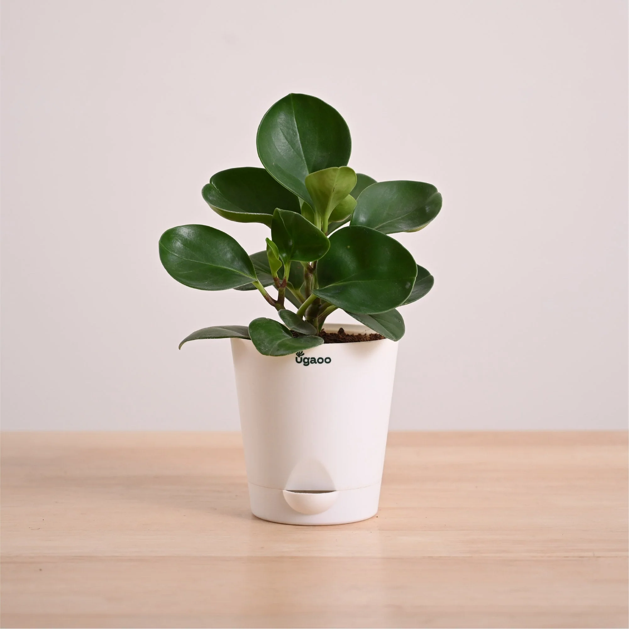 Peperomia Green Plant - Image 26