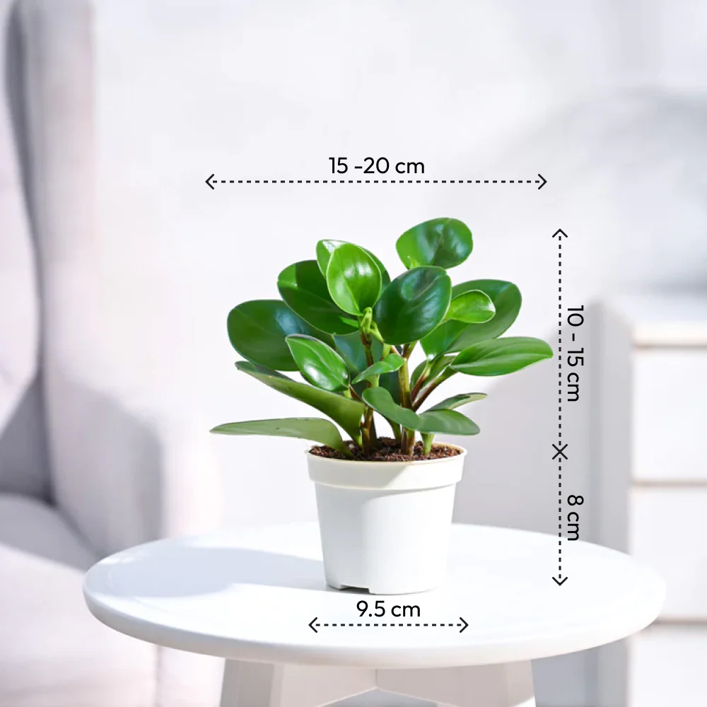 Peperomia Green Plant - Image 3