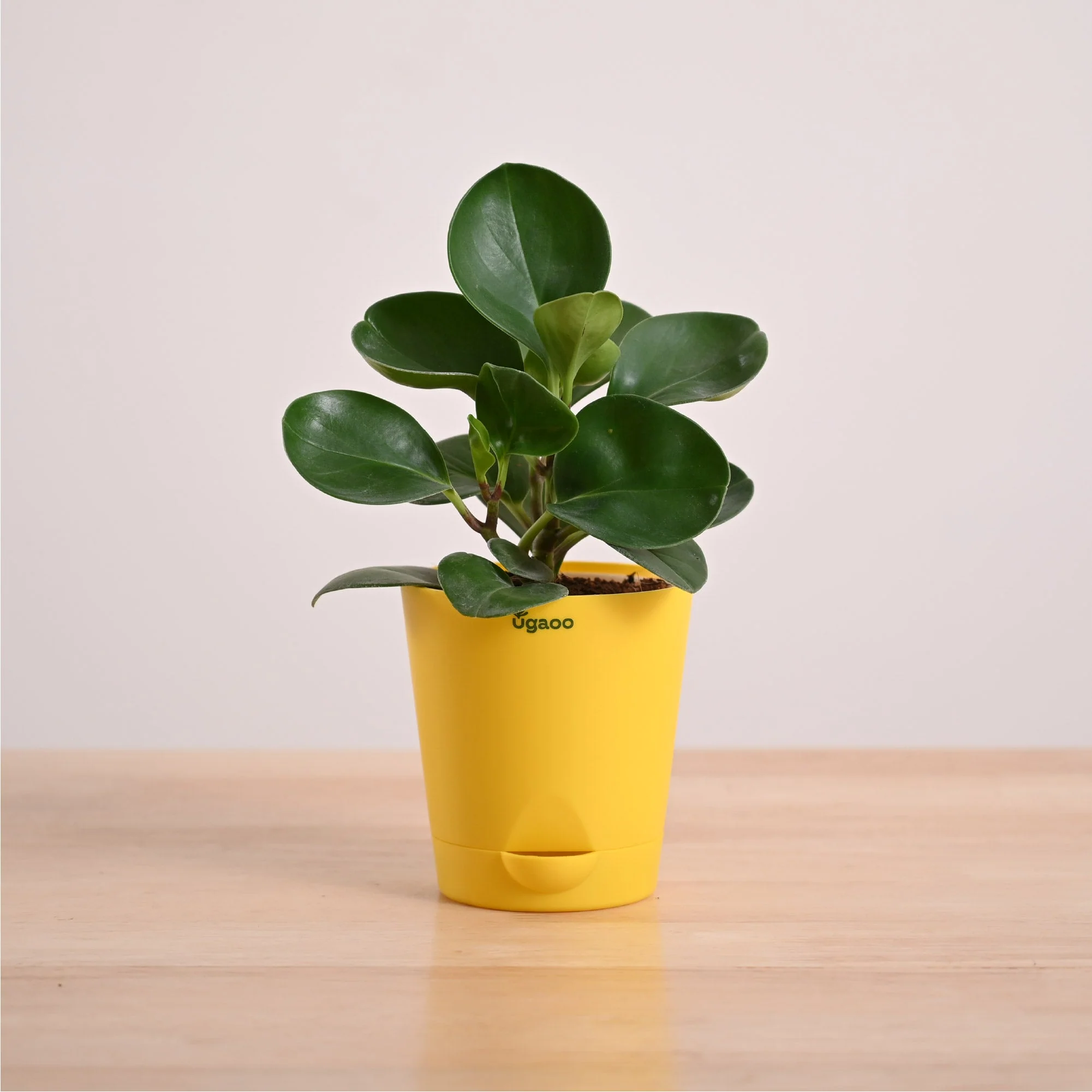 Peperomia Green Plant - Image 32