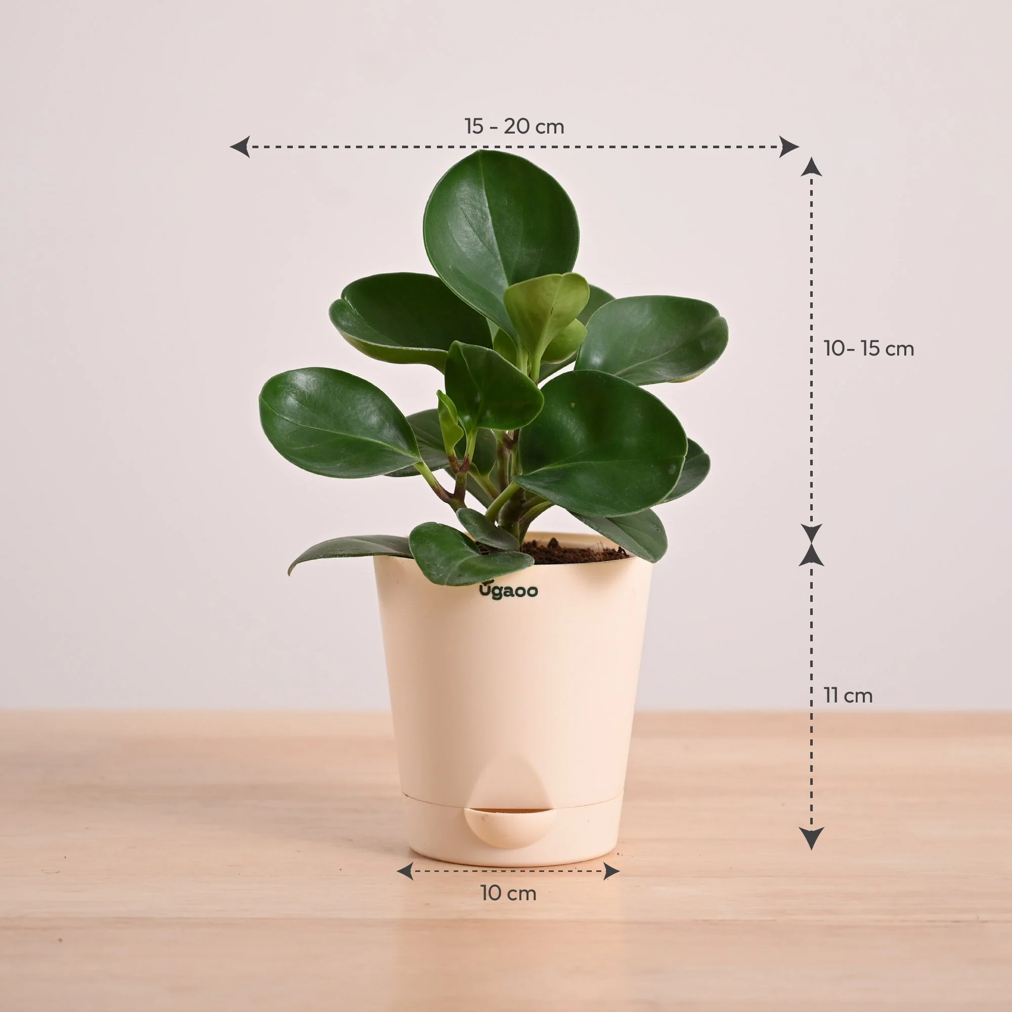 Peperomia Green Plant - Image 37