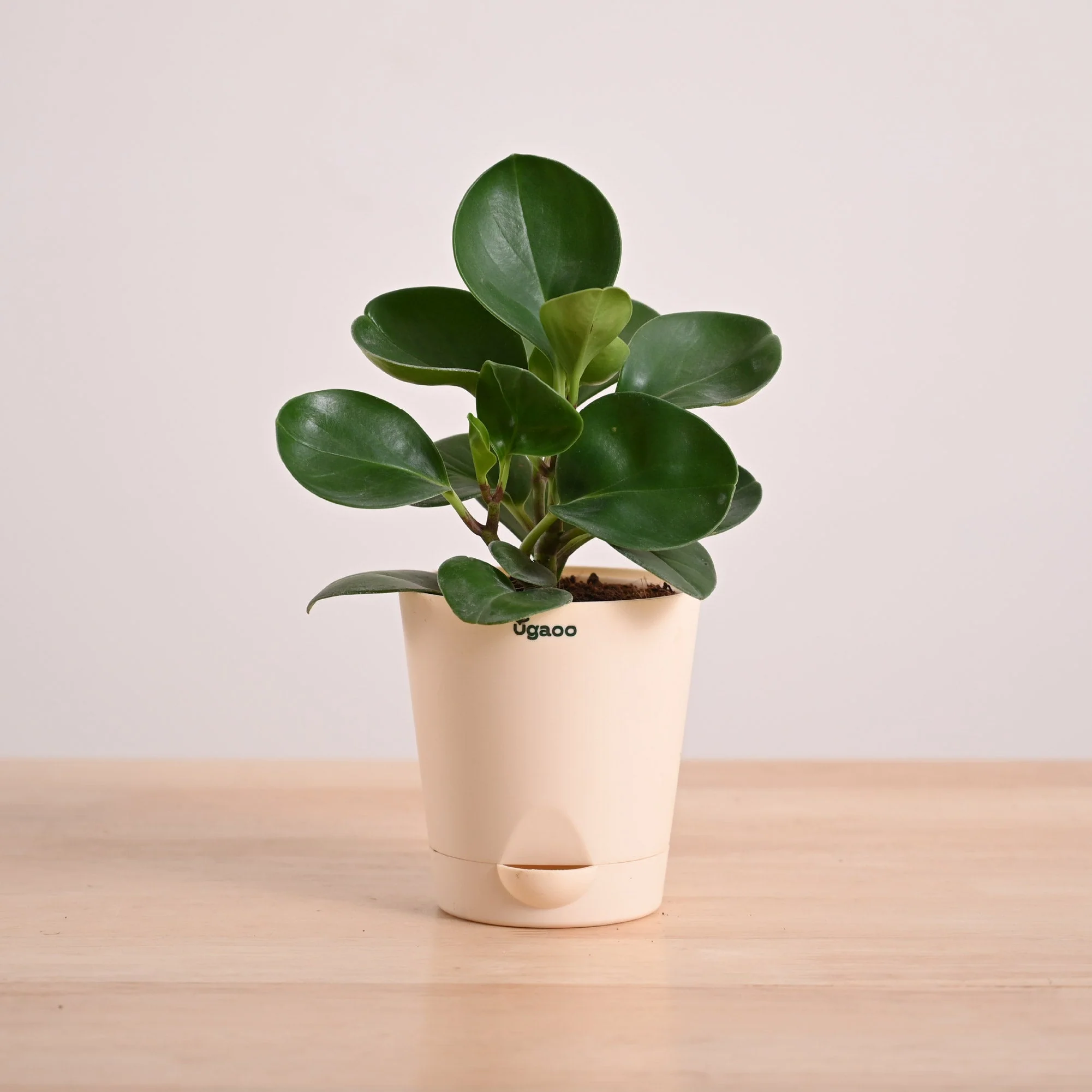 Peperomia Green Plant - Image 38