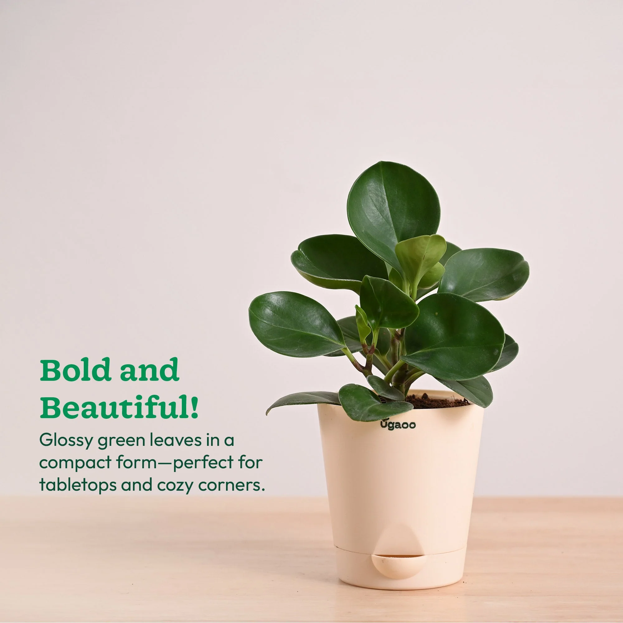 Peperomia Green Plant - Image 39