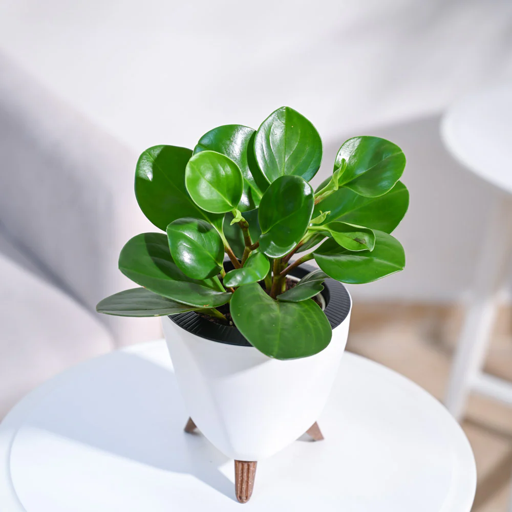 Peperomia Green Plant - Image 4