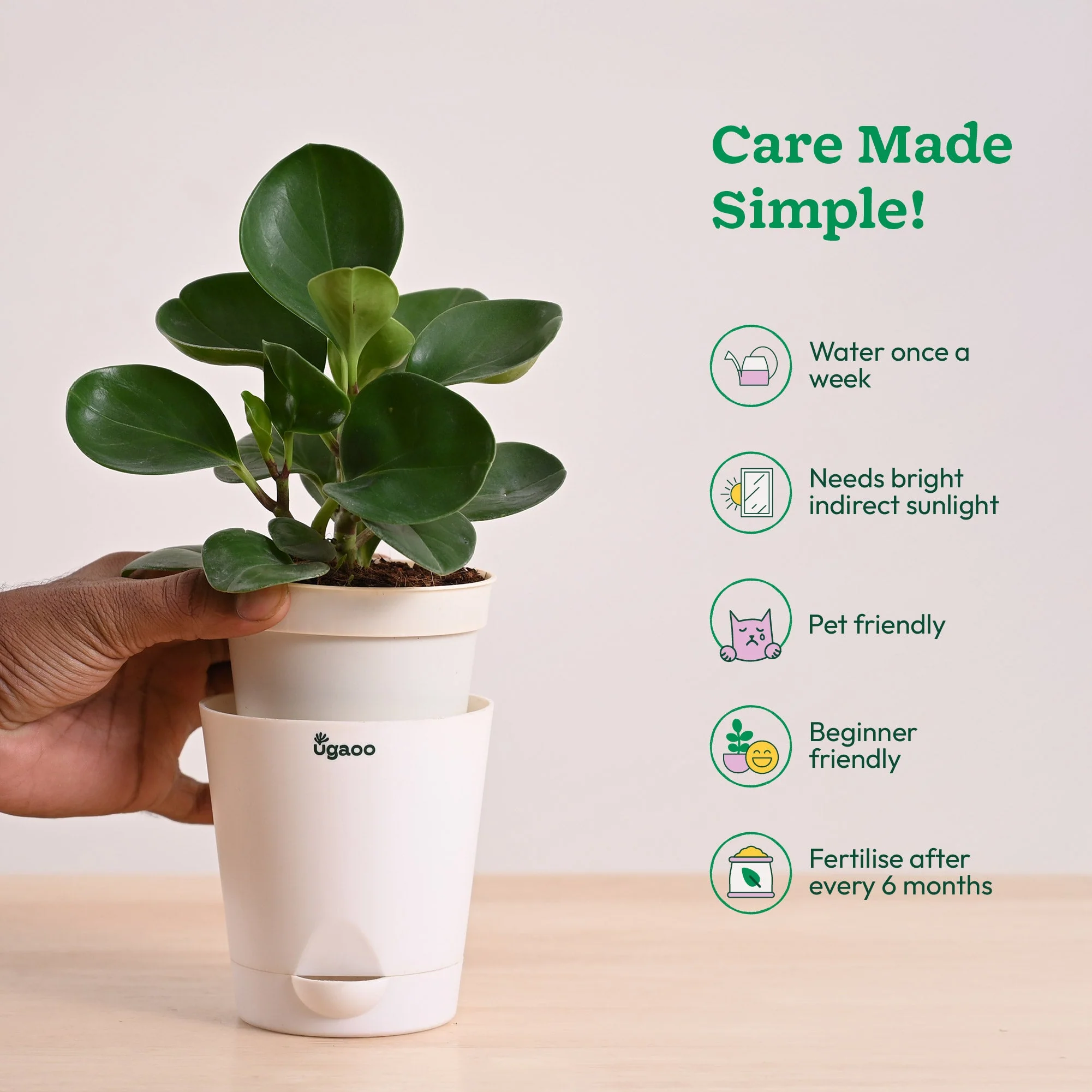 Peperomia Green Plant - Image 40