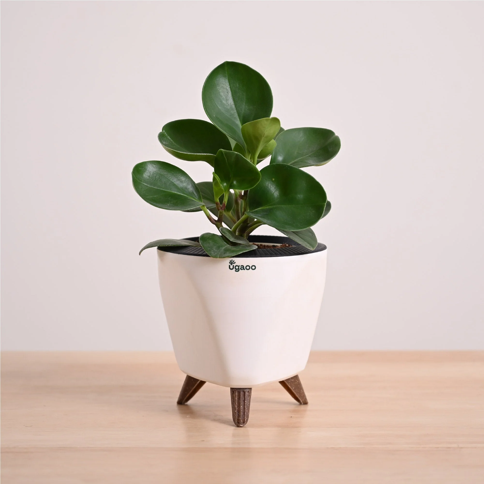 Peperomia Green Plant - Image 44