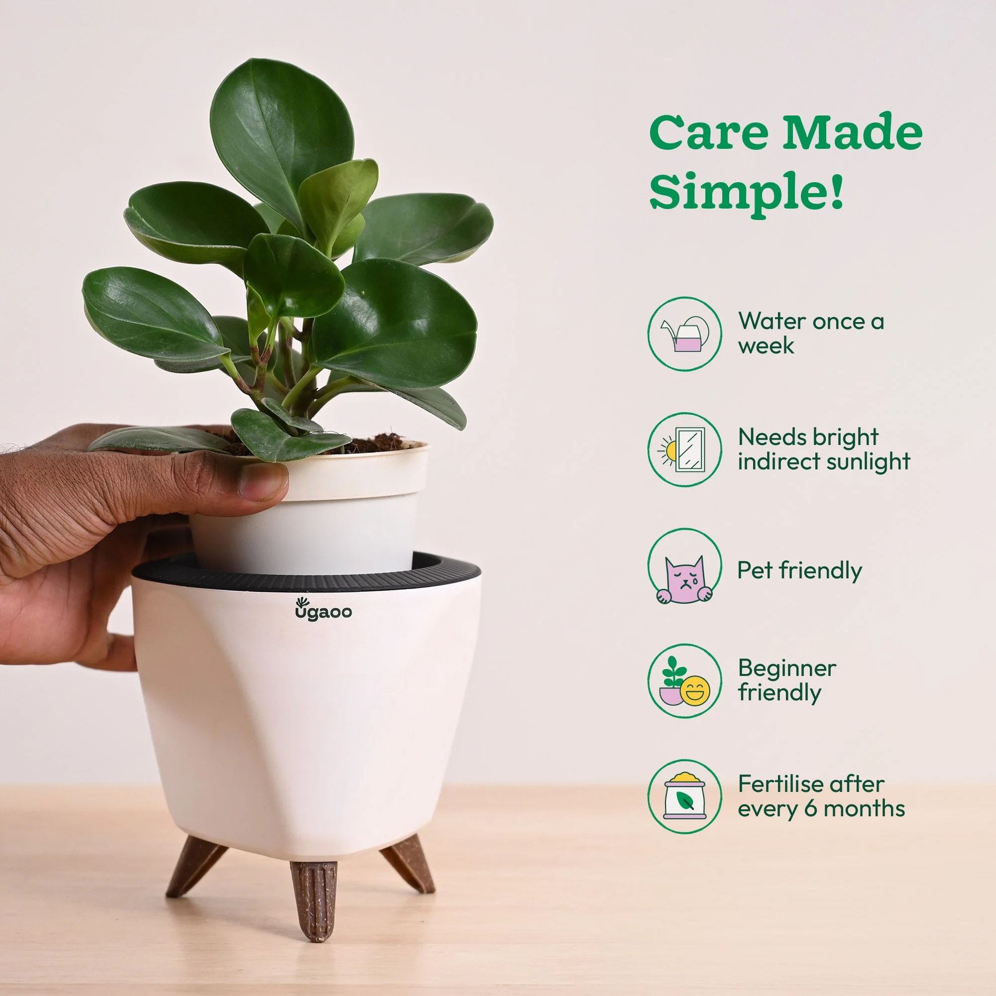 Peperomia Green Plant - Image 46