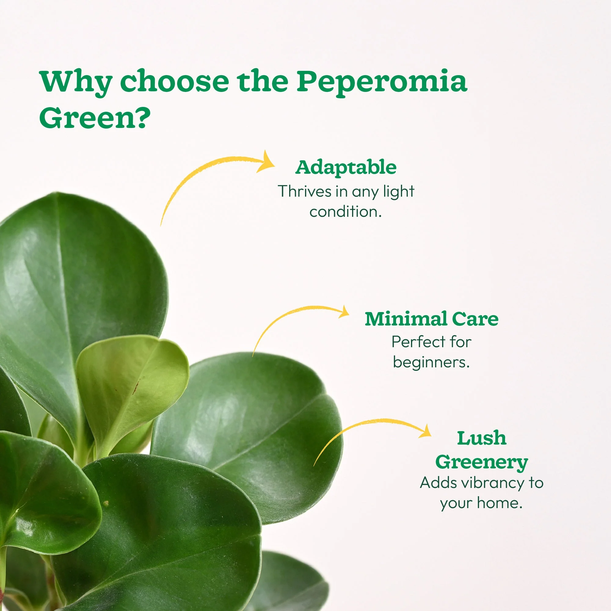 Peperomia Green Plant - Image 47