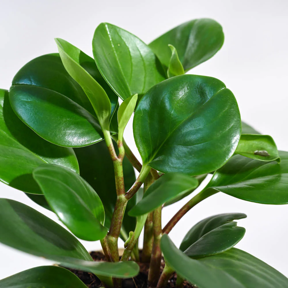Peperomia Green Plant - Image 5