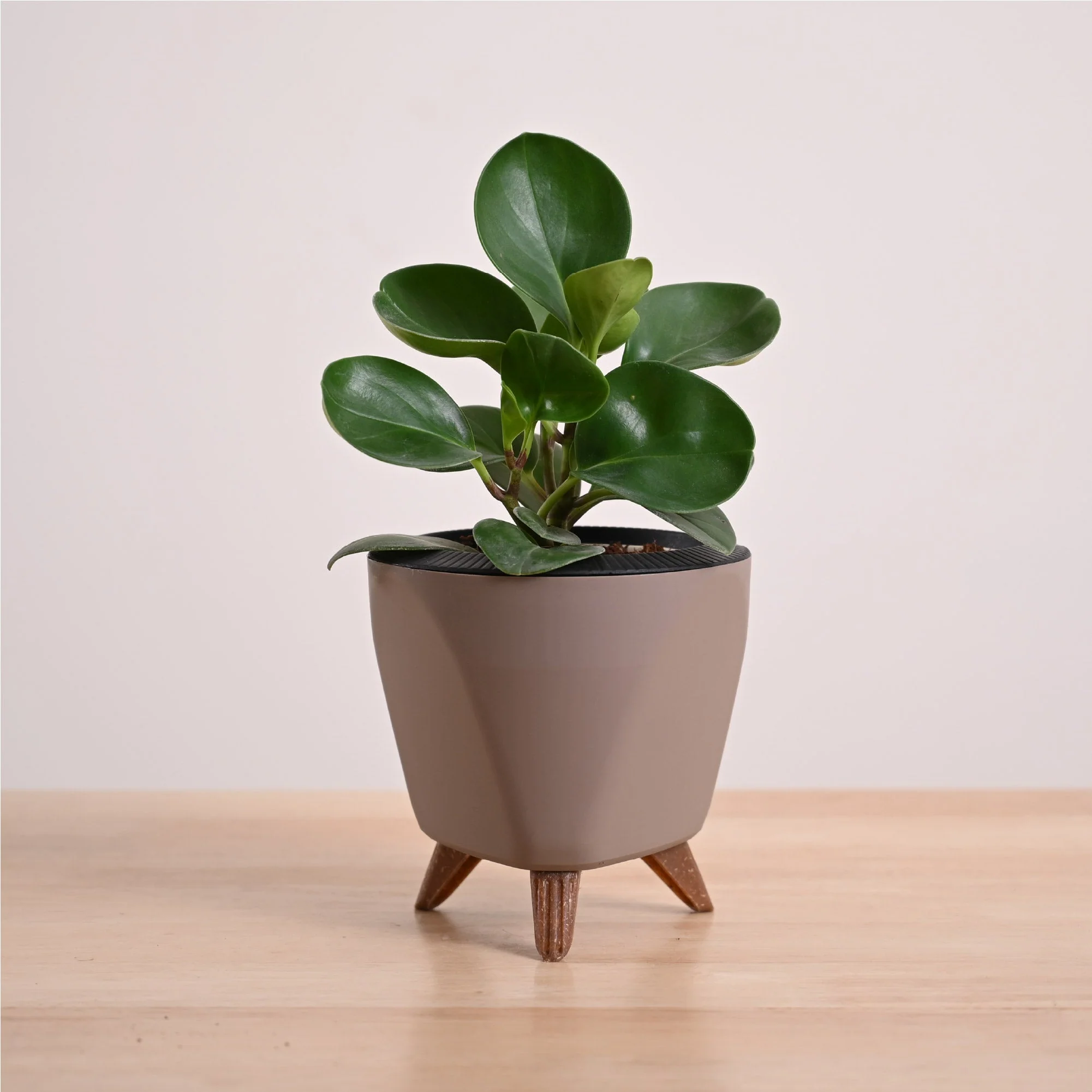 Peperomia Green Plant - Image 50