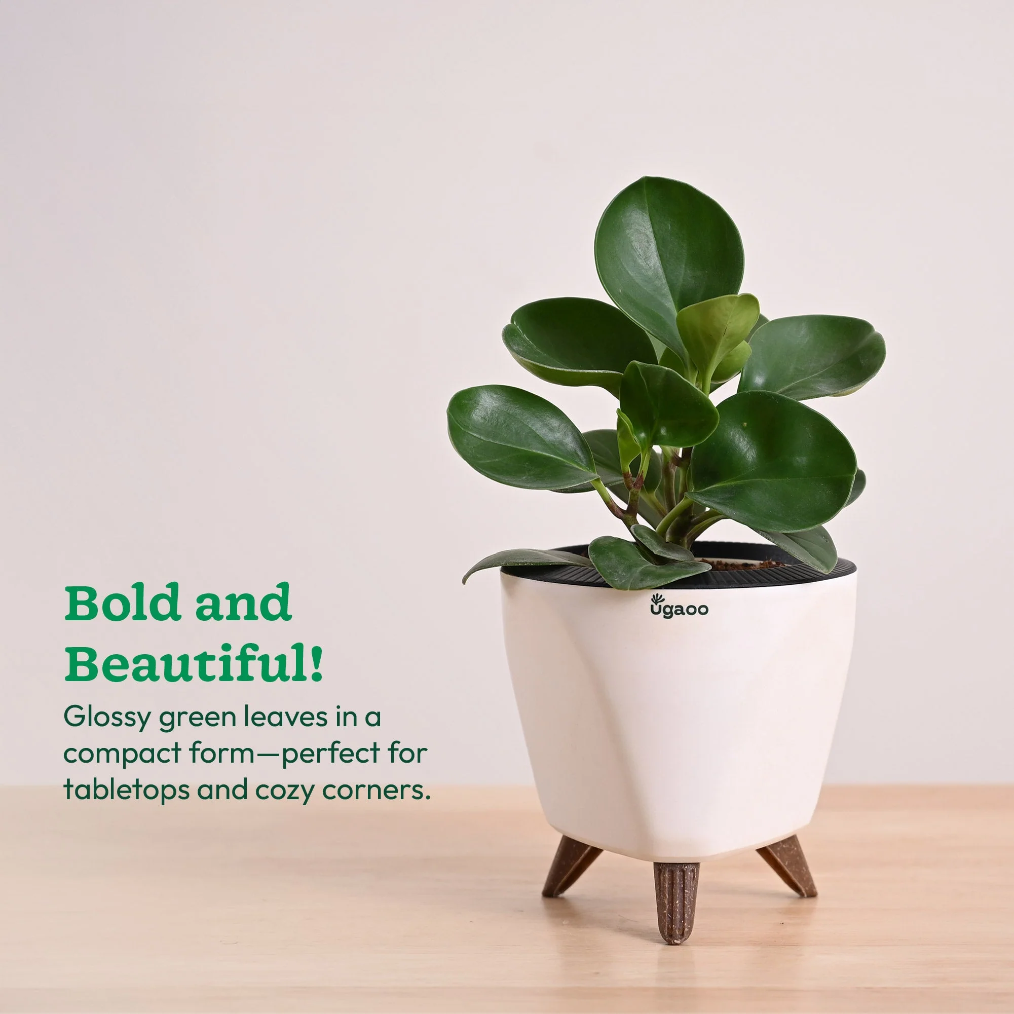 Peperomia Green Plant - Image 51