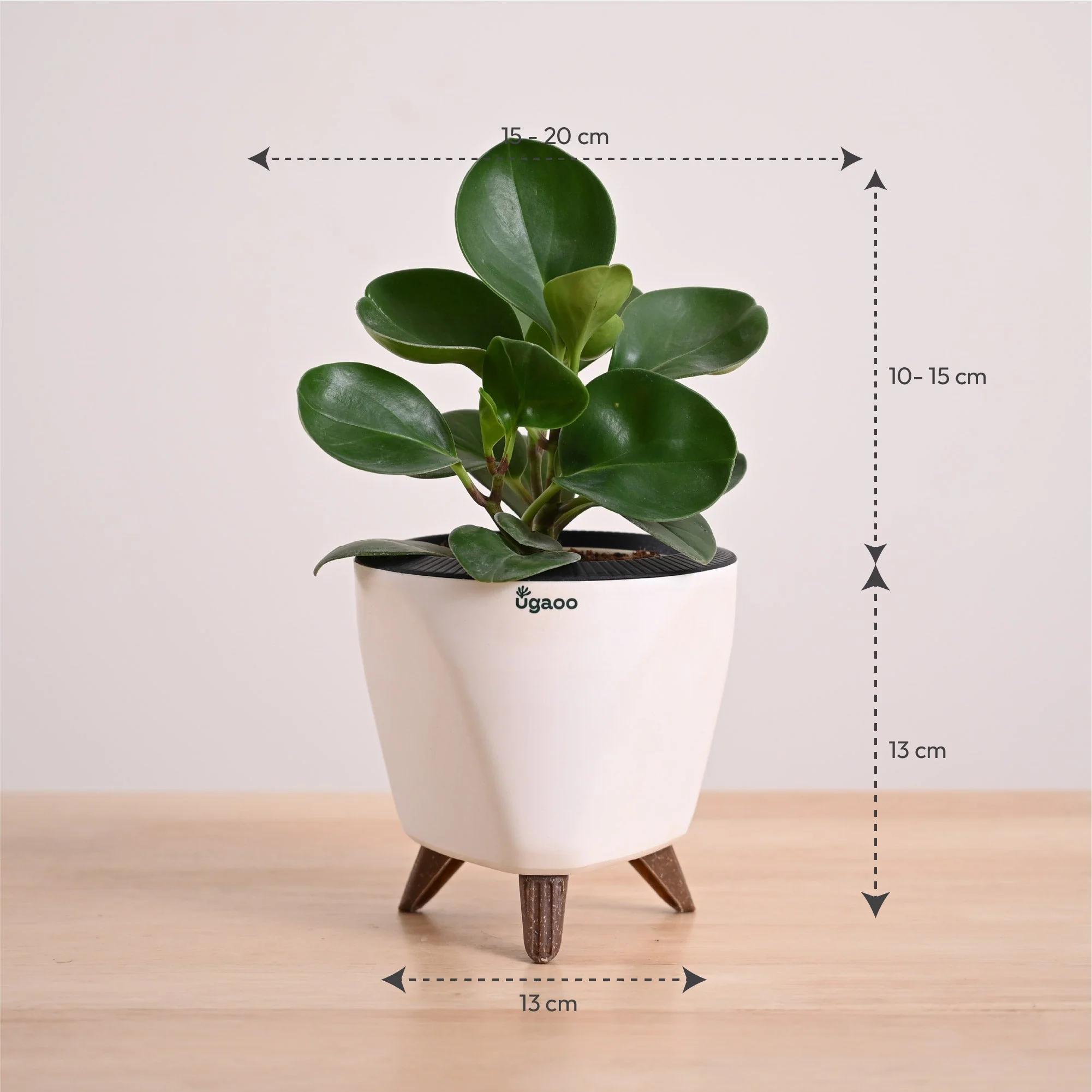 Peperomia Green Plant - Image 55