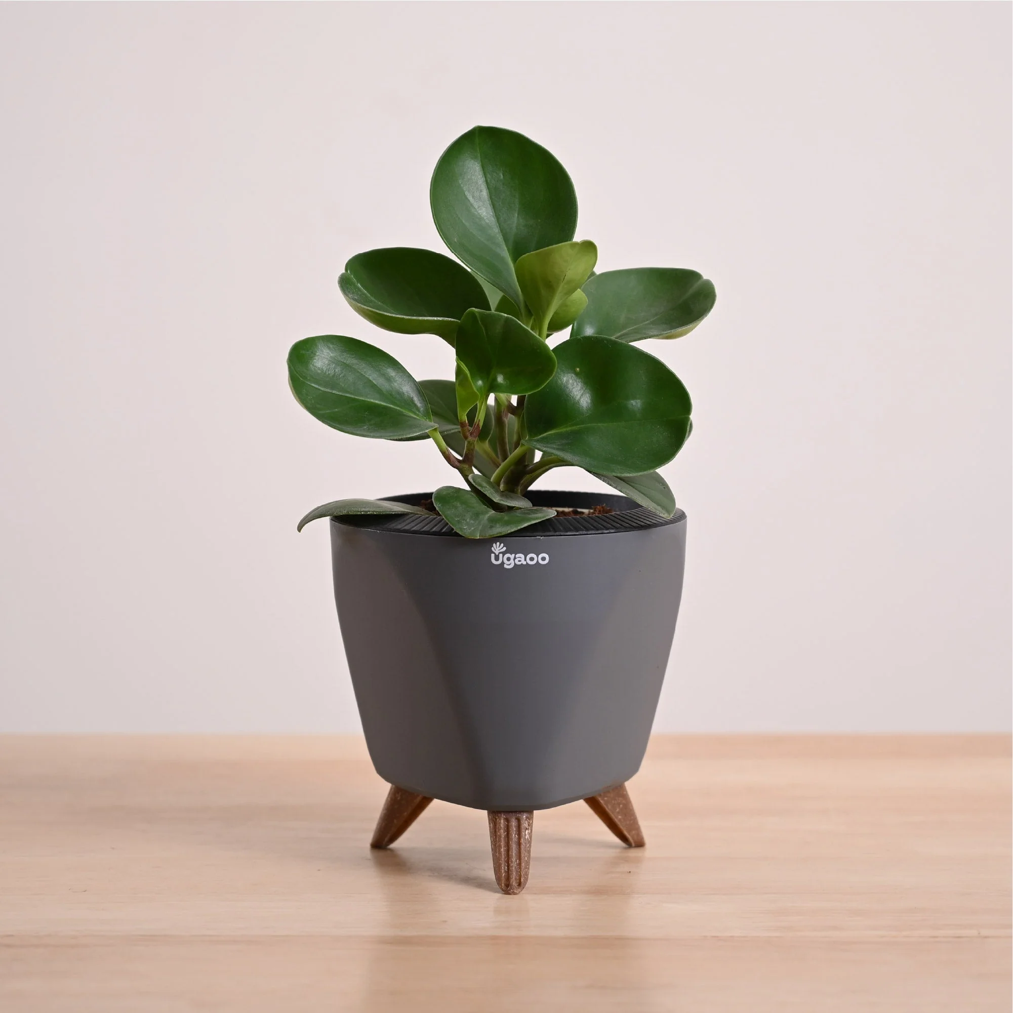 Peperomia Green Plant - Image 56