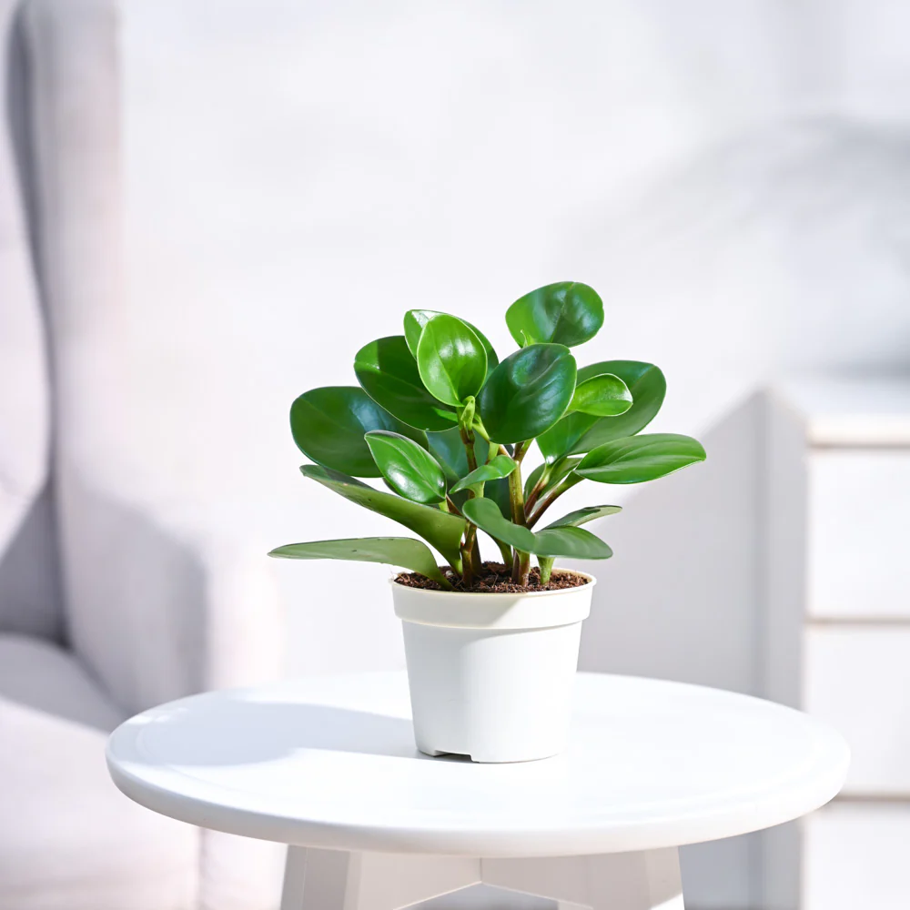 Peperomia Green Plant - Image 6