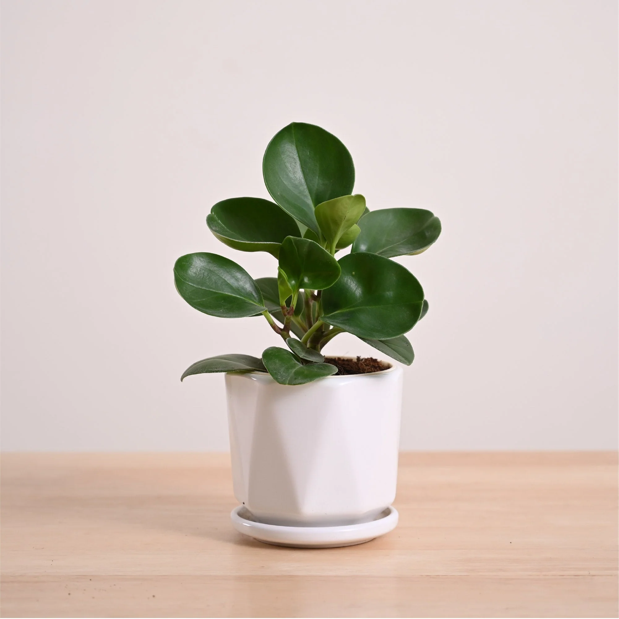 Peperomia Green Plant - Image 62