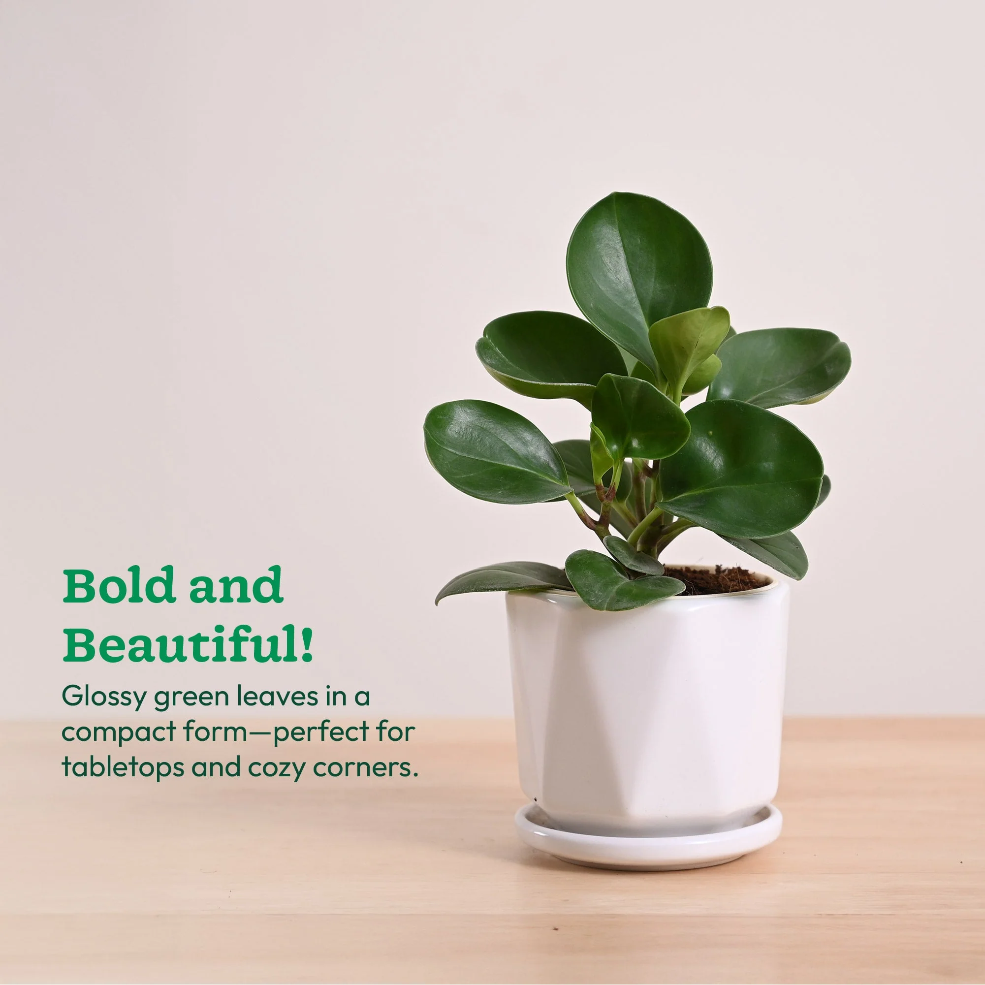 Peperomia Green Plant - Image 63