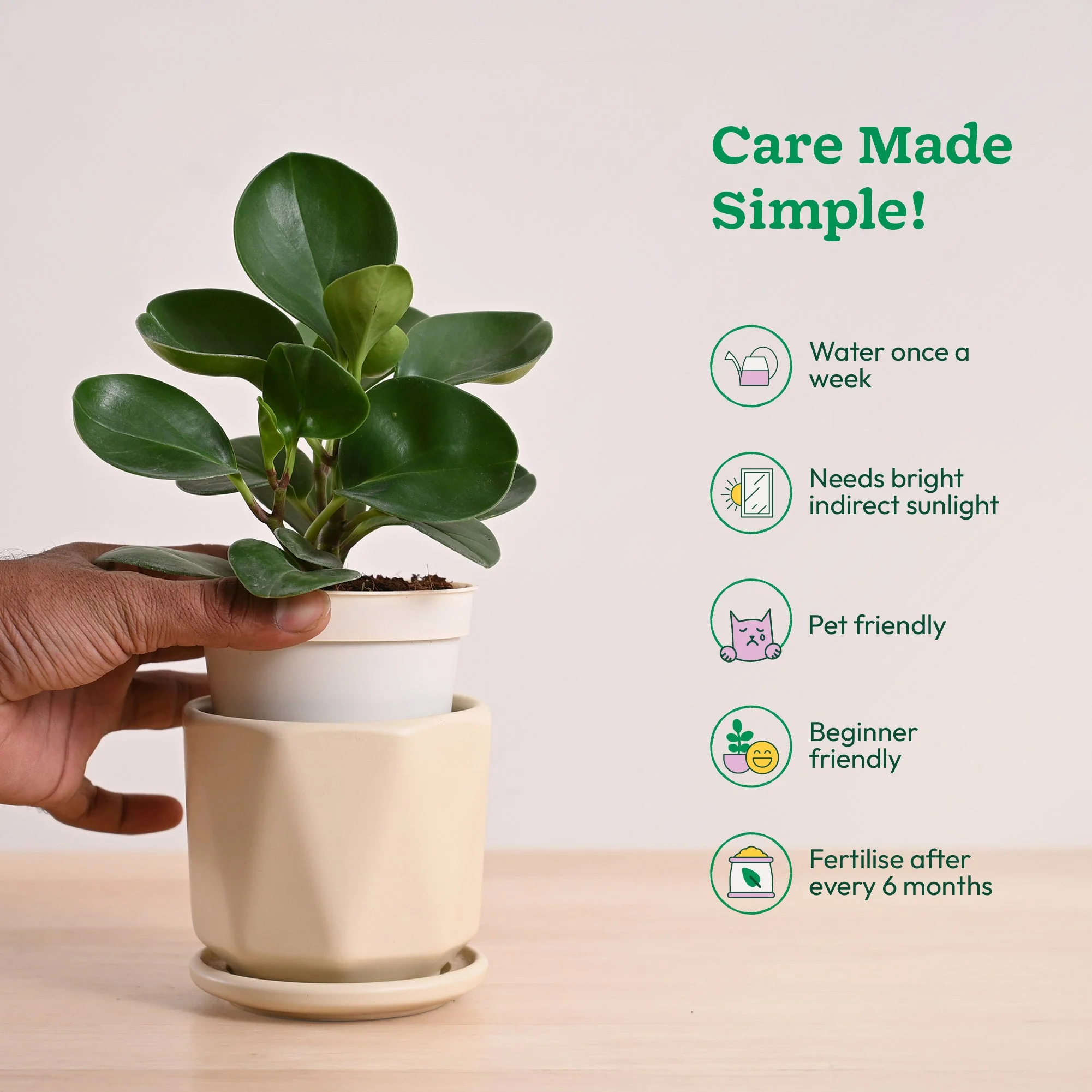 Peperomia Green Plant - Image 64