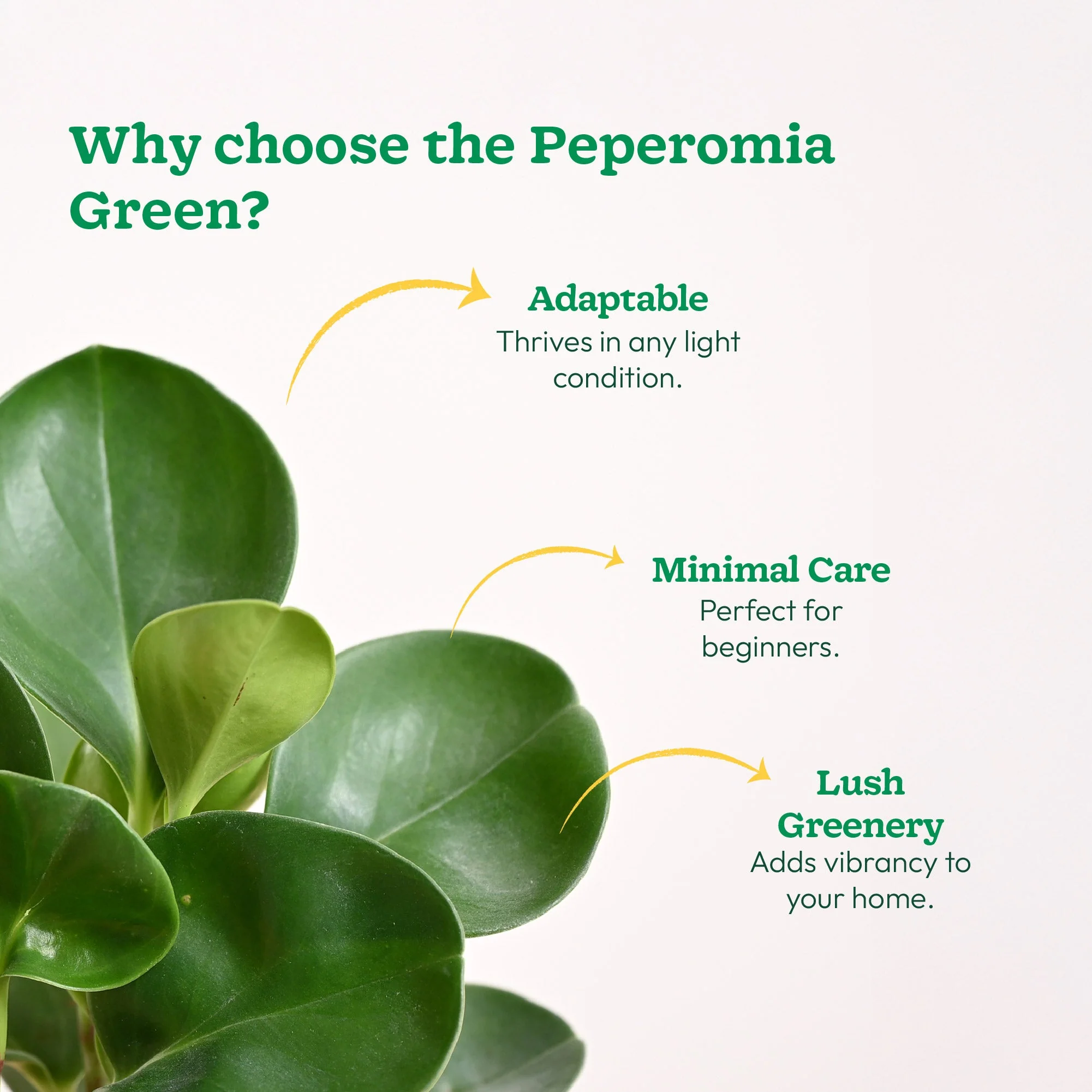 Peperomia Green Plant - Image 65