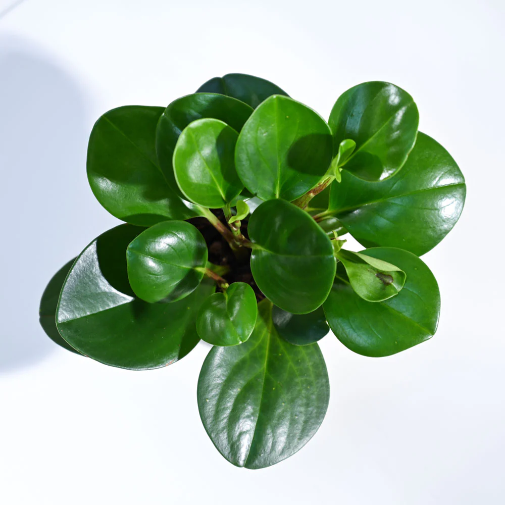 Peperomia Green Plant - Image 7