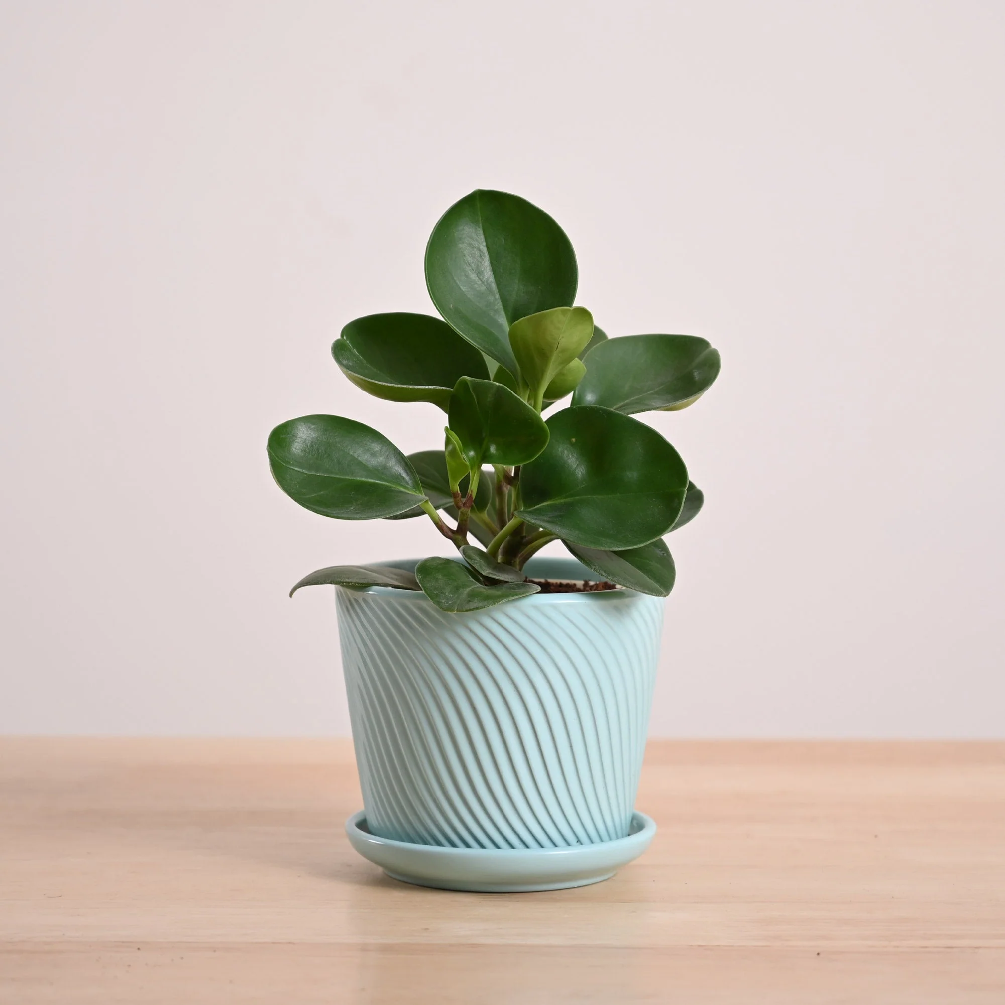Peperomia Green Plant - Image 74