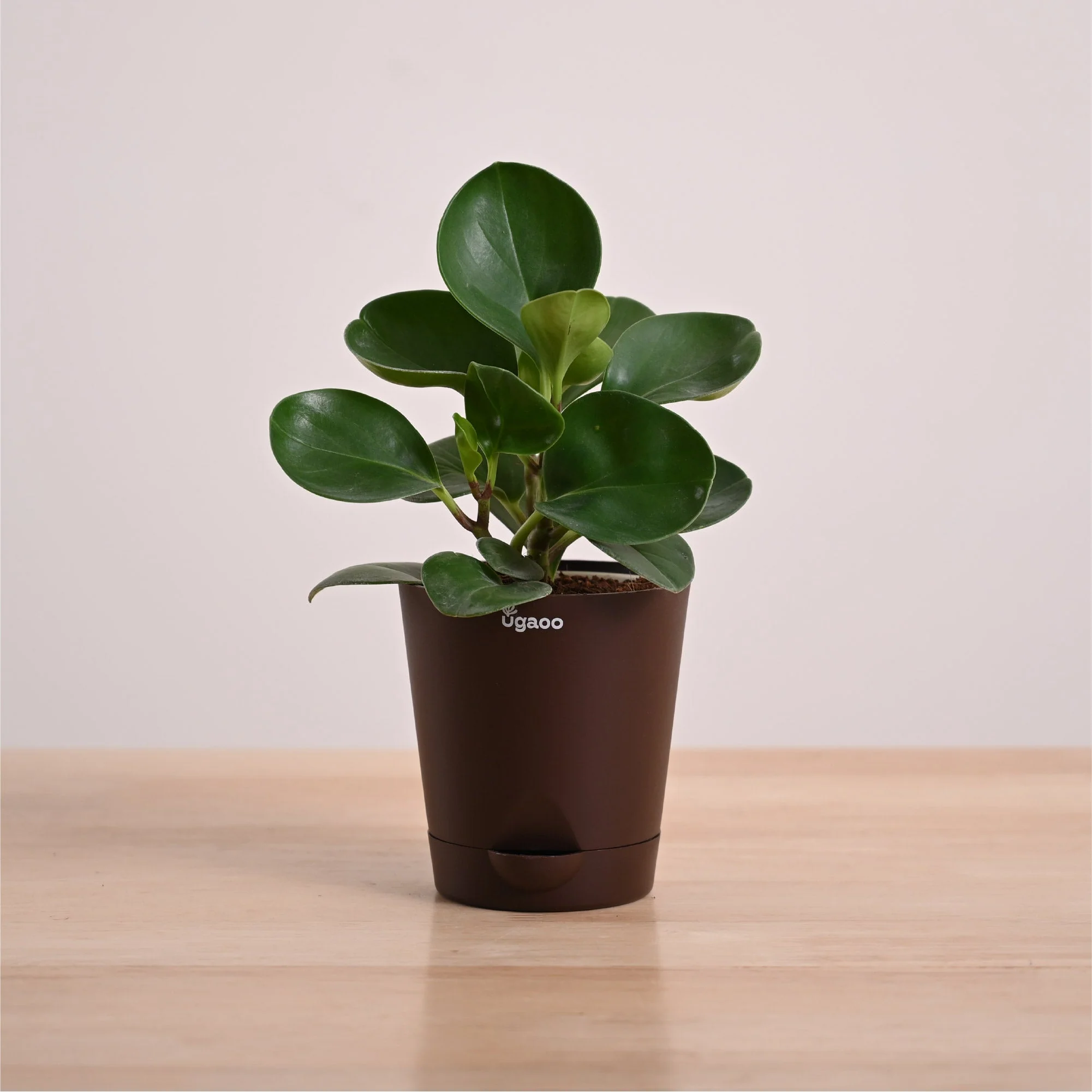 Peperomia Green Plant - Image 8