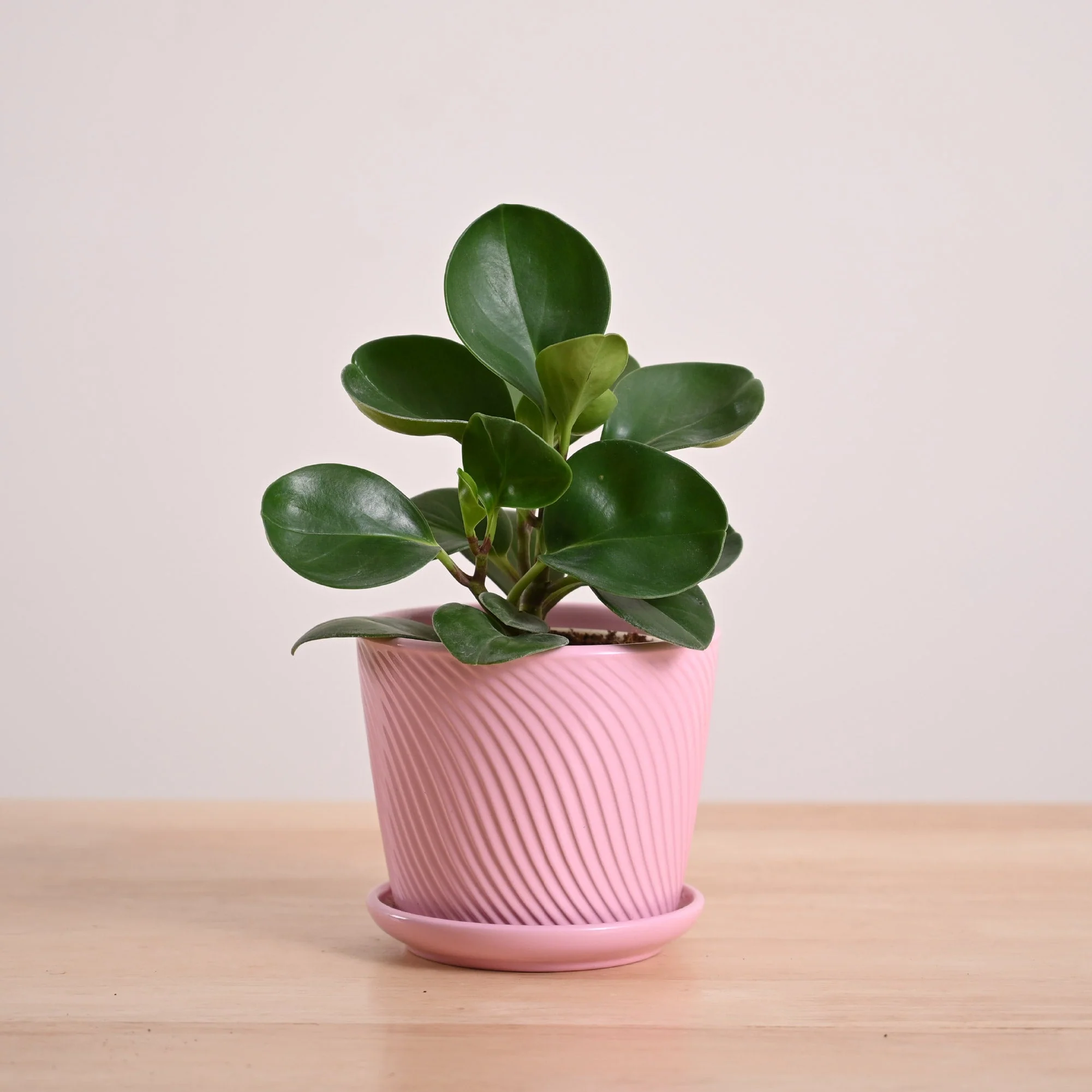 Peperomia Green Plant - Image 80