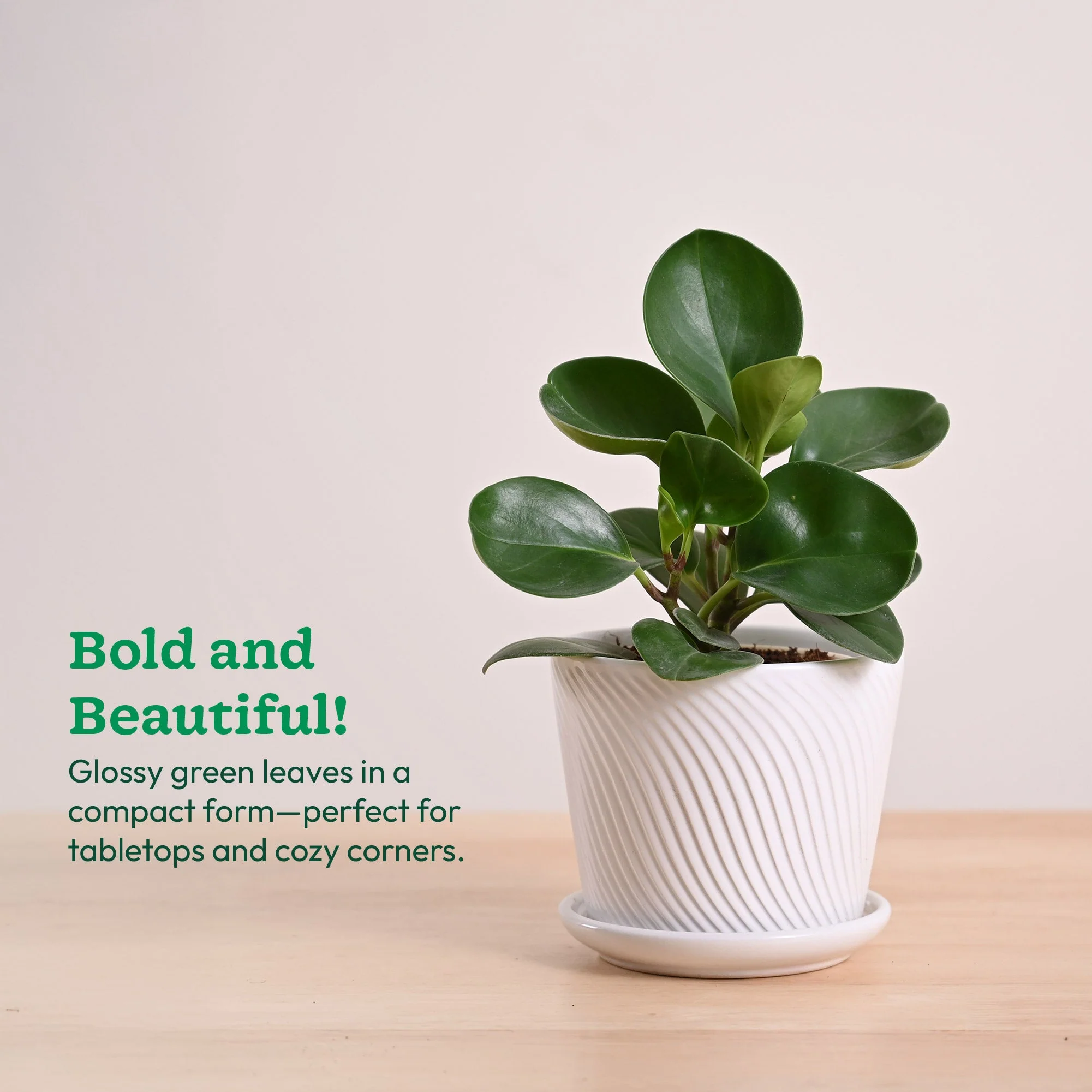 Peperomia Green Plant - Image 81