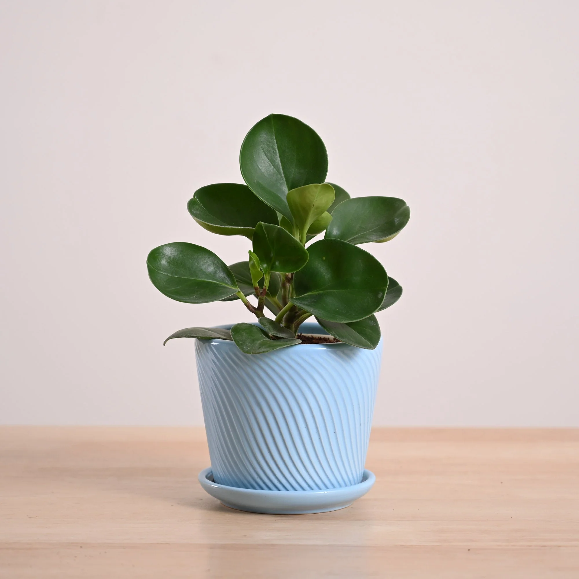 Peperomia Green Plant - Image 86