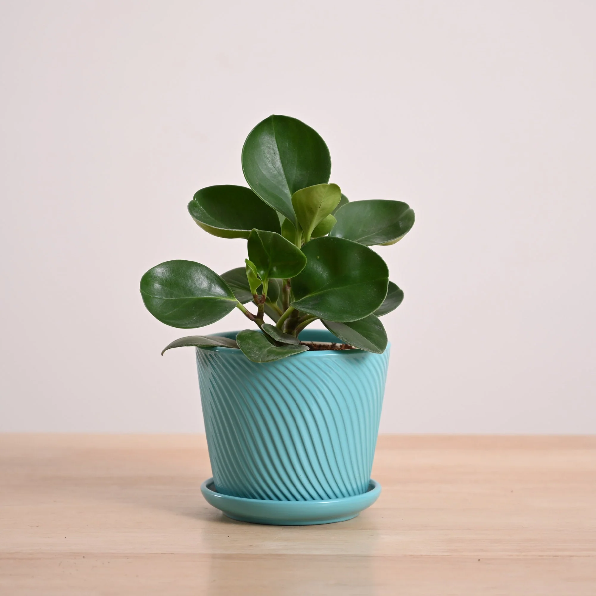 Peperomia Green Plant - Image 92
