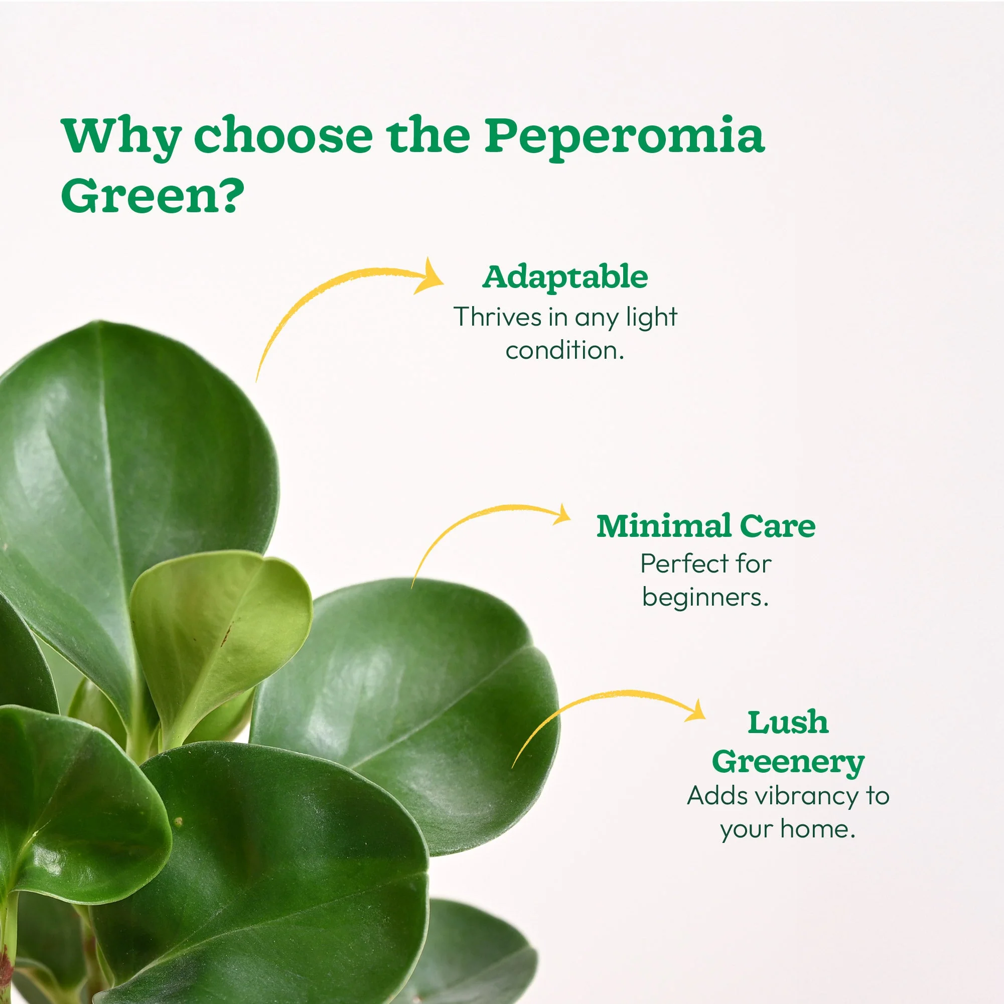 Peperomia Green Plant - Image 95