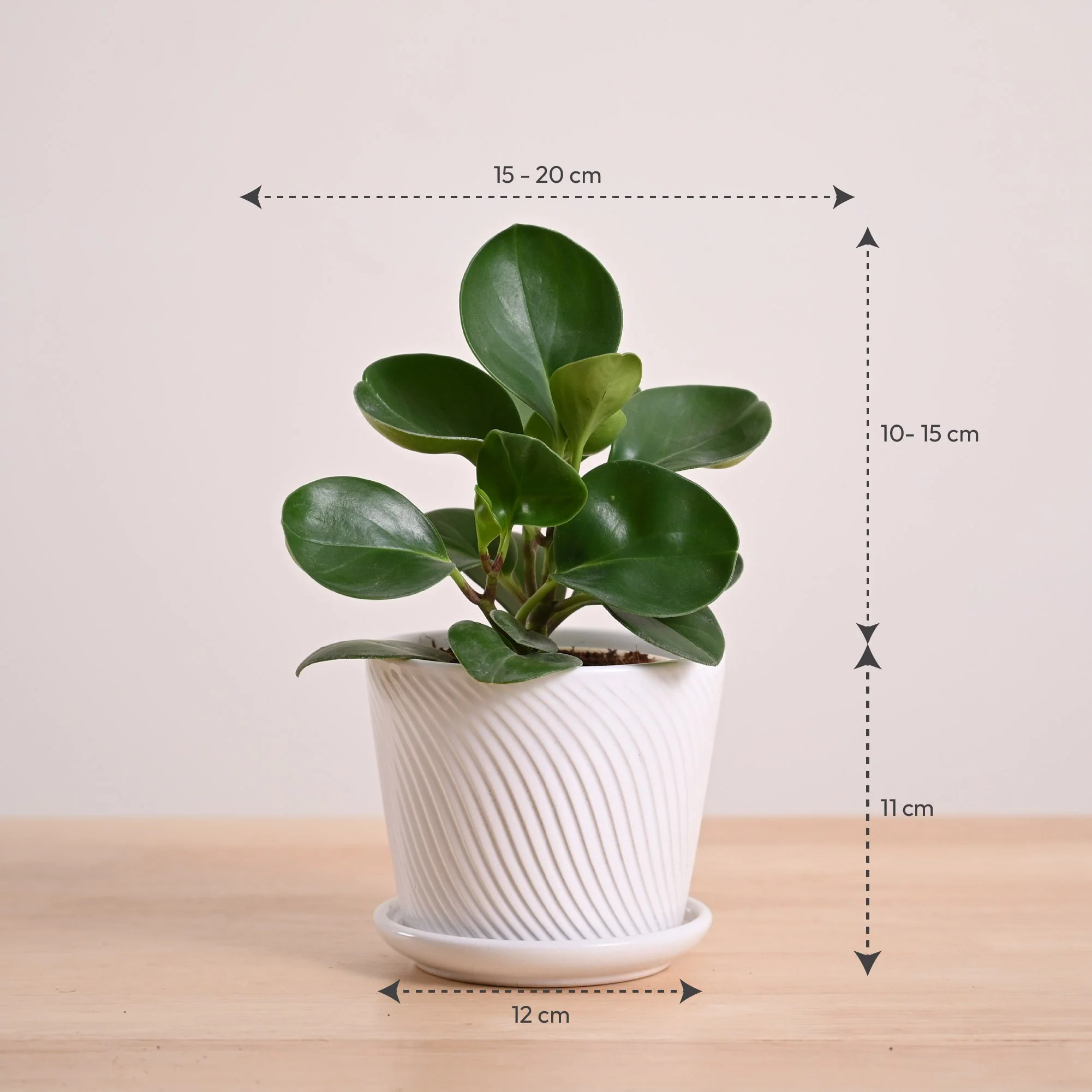 Peperomia Green Plant - Image 97