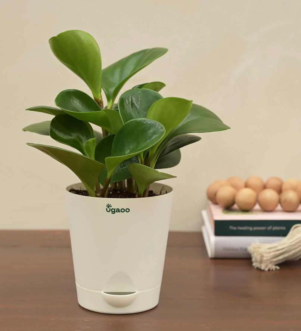 Peperomia Green Plant Corporate Gift Hamper - Image 3